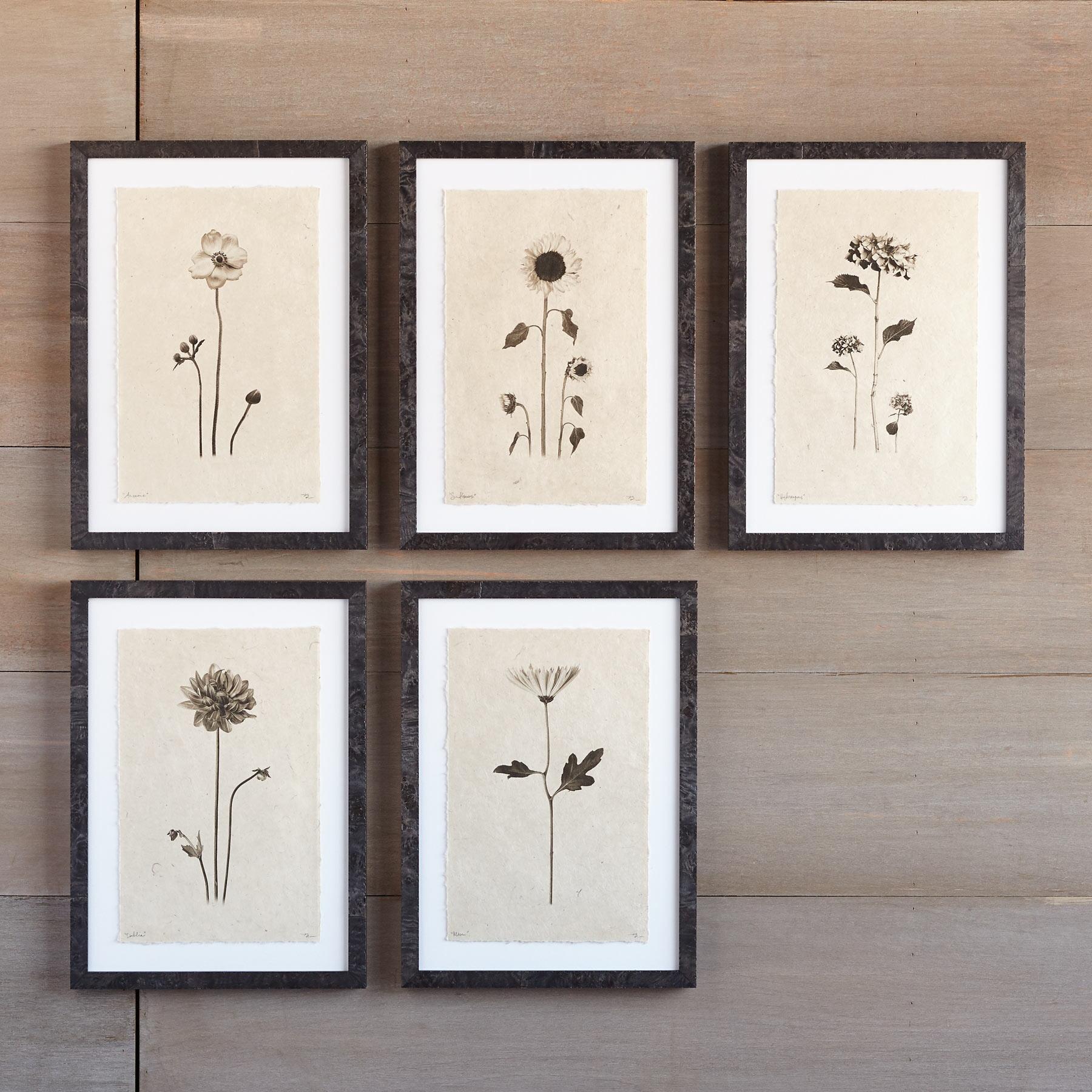 Flower Studies Print - Blair Catalog