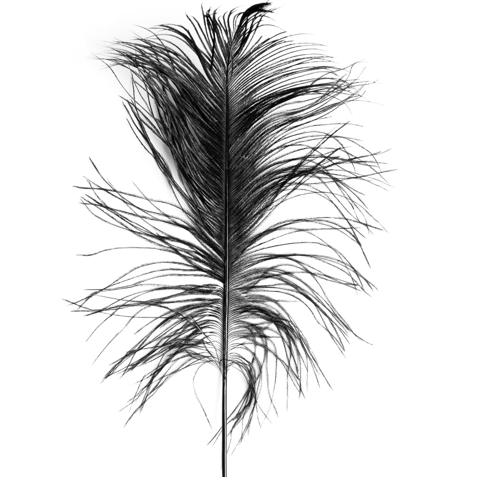 Black Ostrich Feather - 14