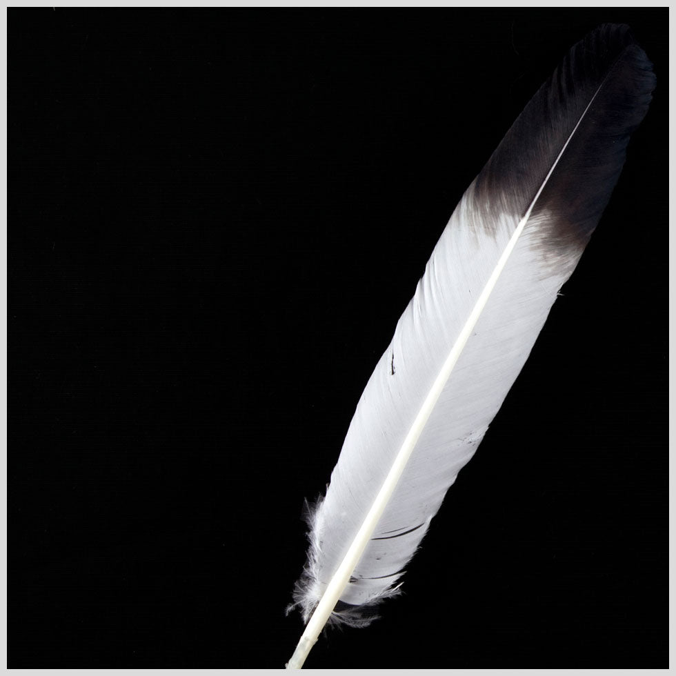 White/Black Turkey Feather - Joann Fabrics