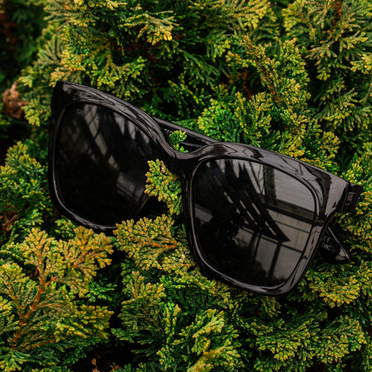 Azalea – Midnight Polarized