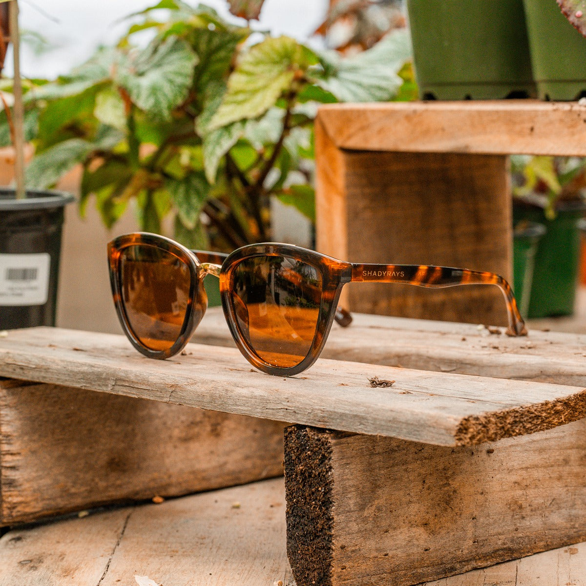 Calico – Amber Tortoise Polarized