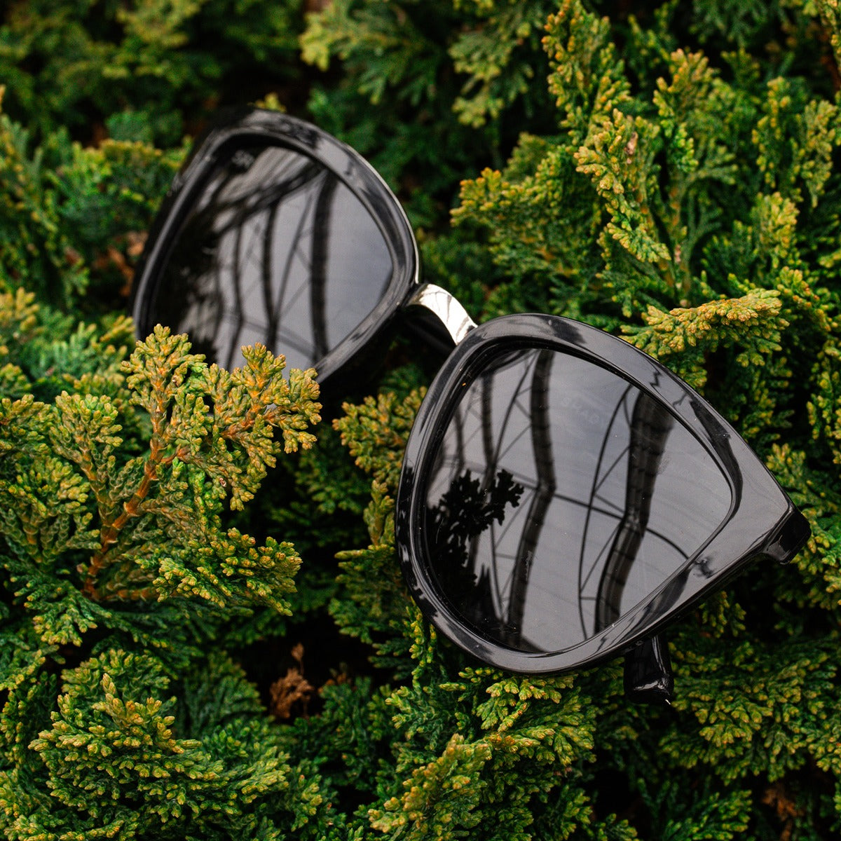Calico – Midnight Polarized
