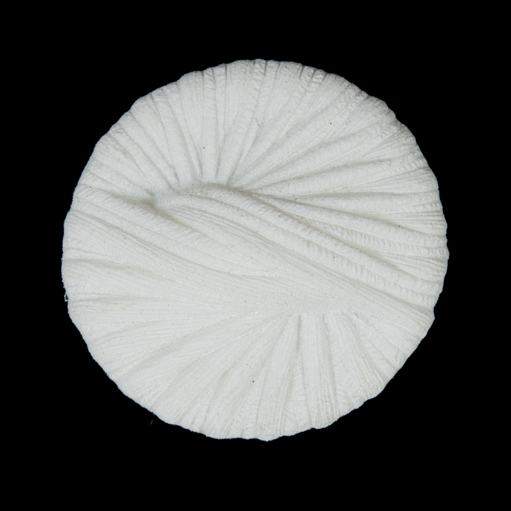 Italian White Twisted Plastic Shank-Back Button - 44L/28mm - Joann Fabrics