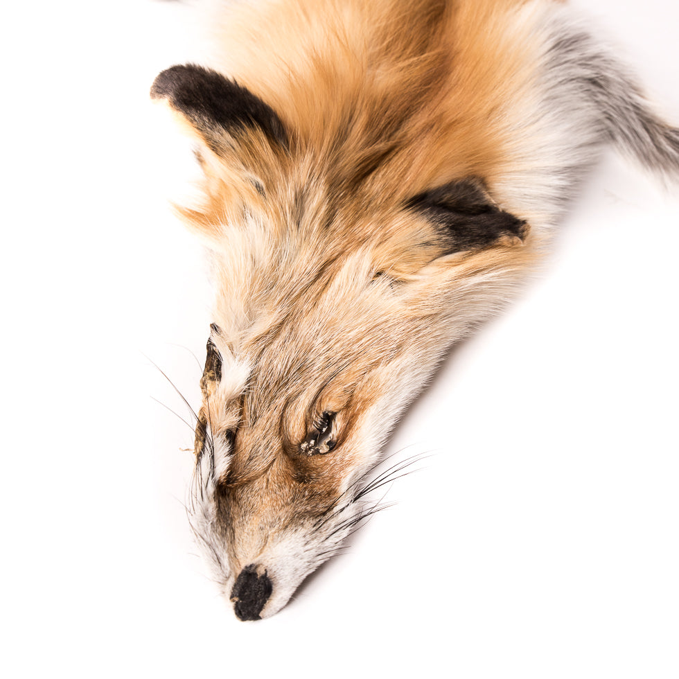 Full Red Fox Fur Hide - Joann Fabrics