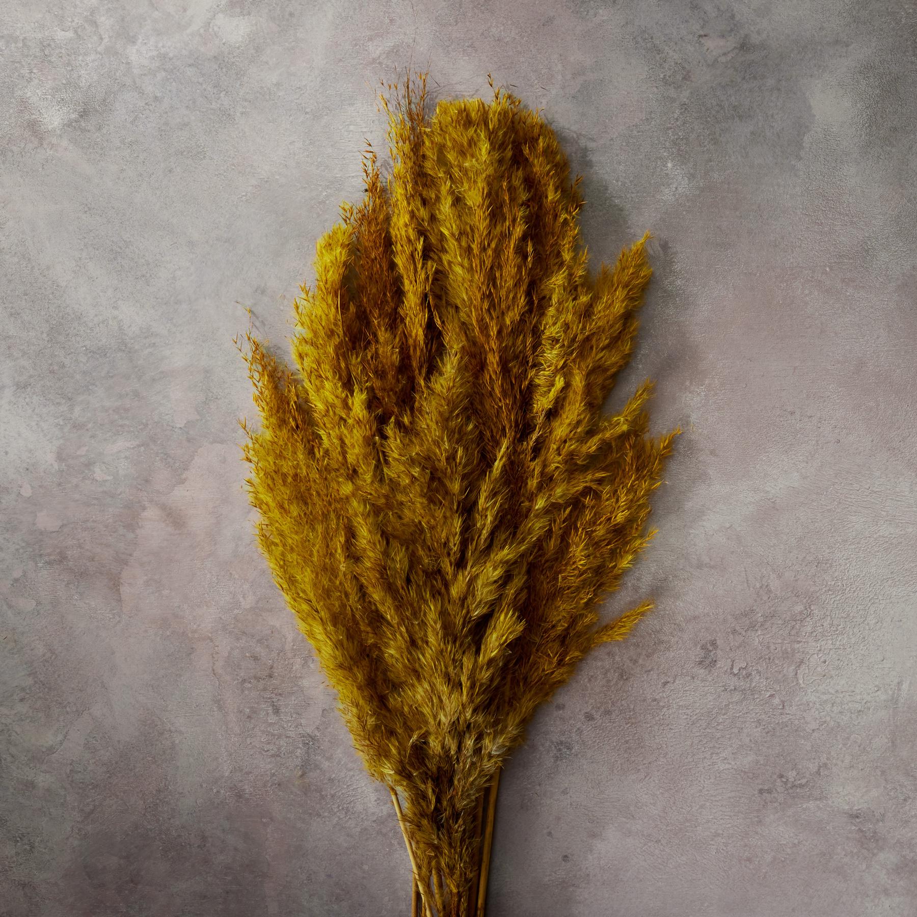 Rowan Pampas Grass - Blair Catalog