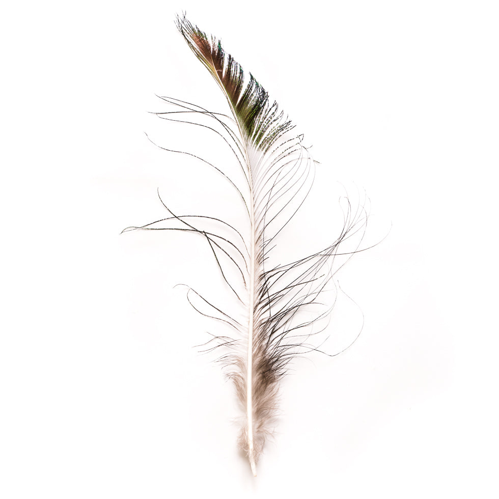 Natural Peacock Sword Feather - Joann Fabrics