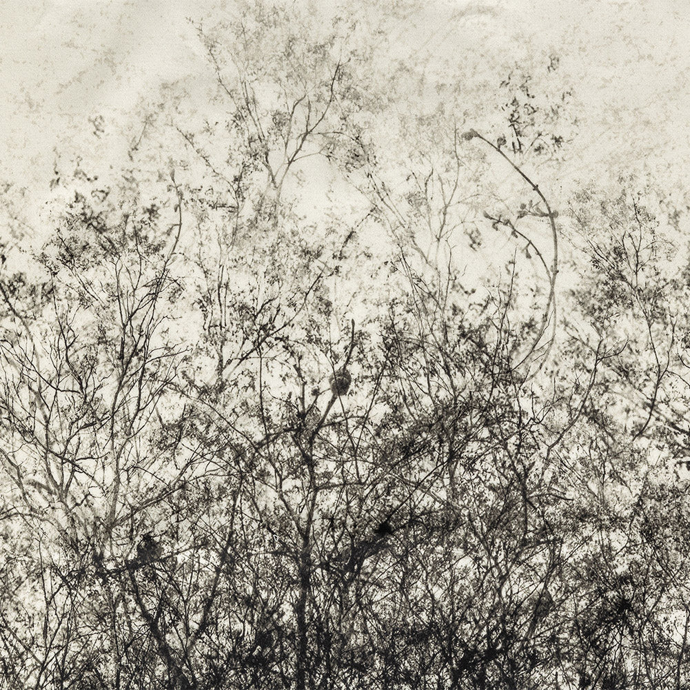 Stretch Cotton Sateen Panel - Black and White Tree Branches - Old House Woods Print - Mood Exclusive Twilight Collection - Joann Fabrics