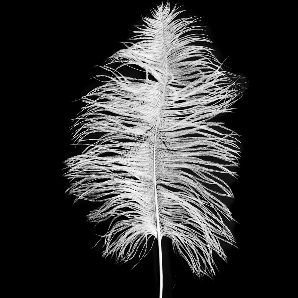 White Ostrich Feather - 14
