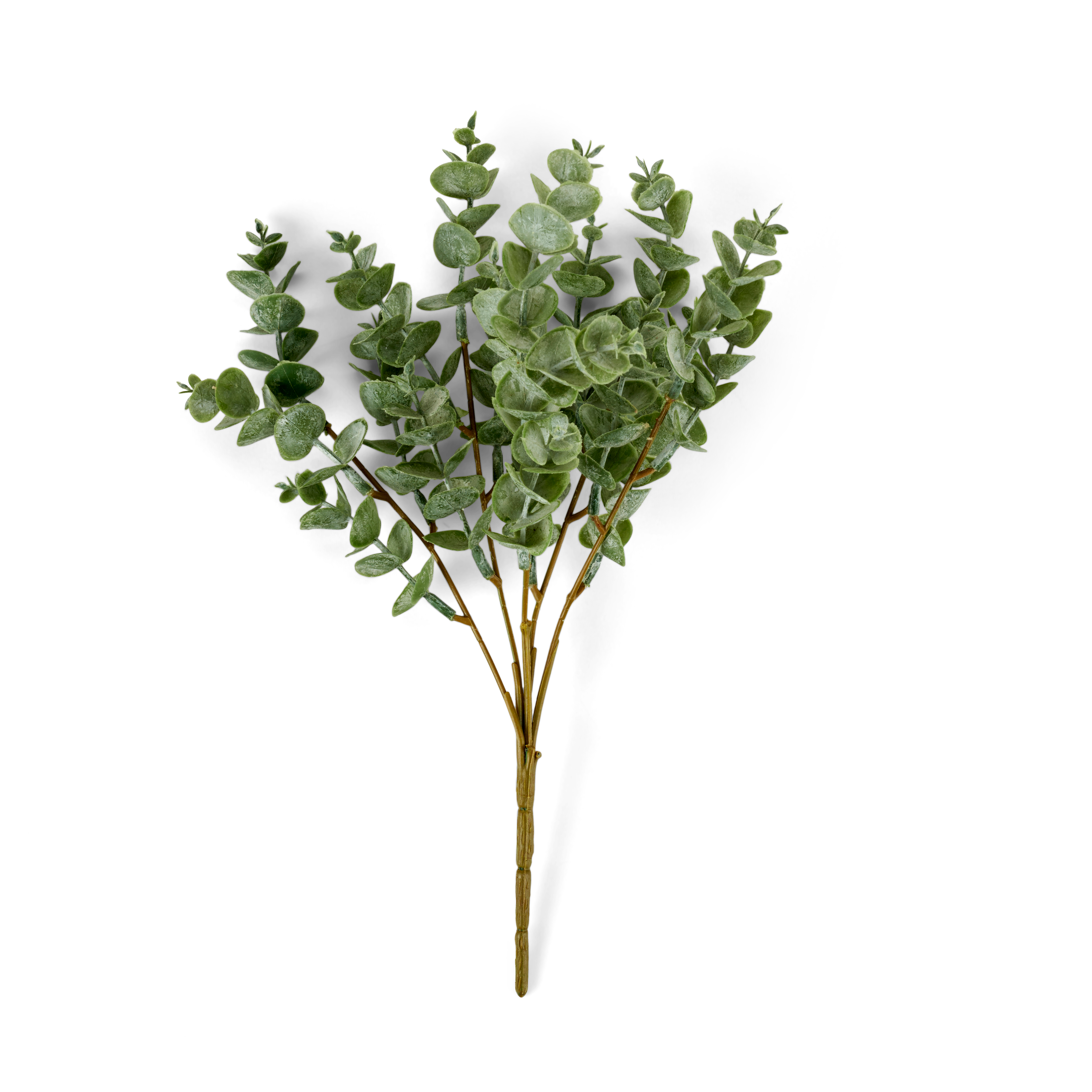 EUCALYPTUS Eucalyptustak groenL 22 cm