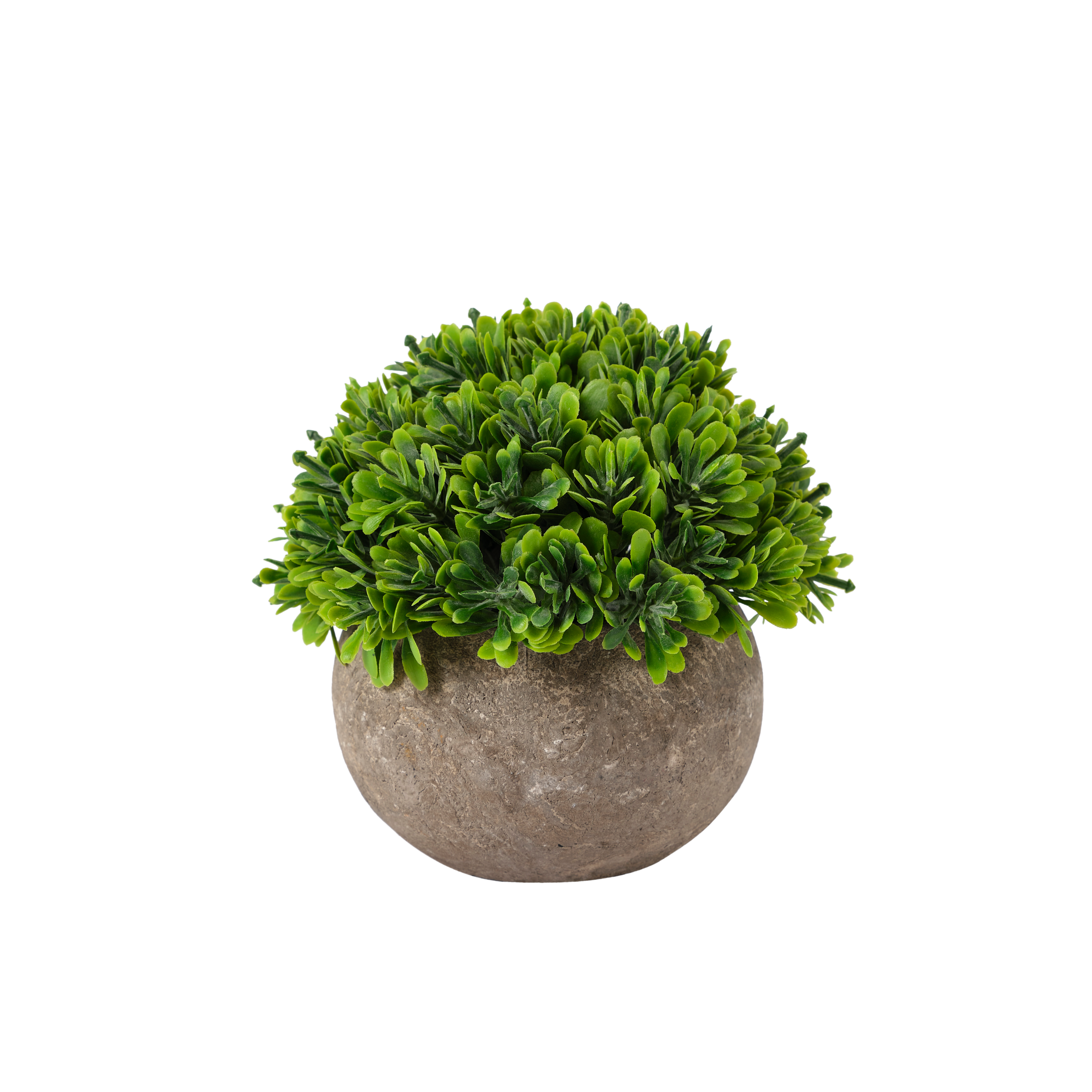 BUXUS Plant diverse kleurenH 20 cm - Ø 12 cm