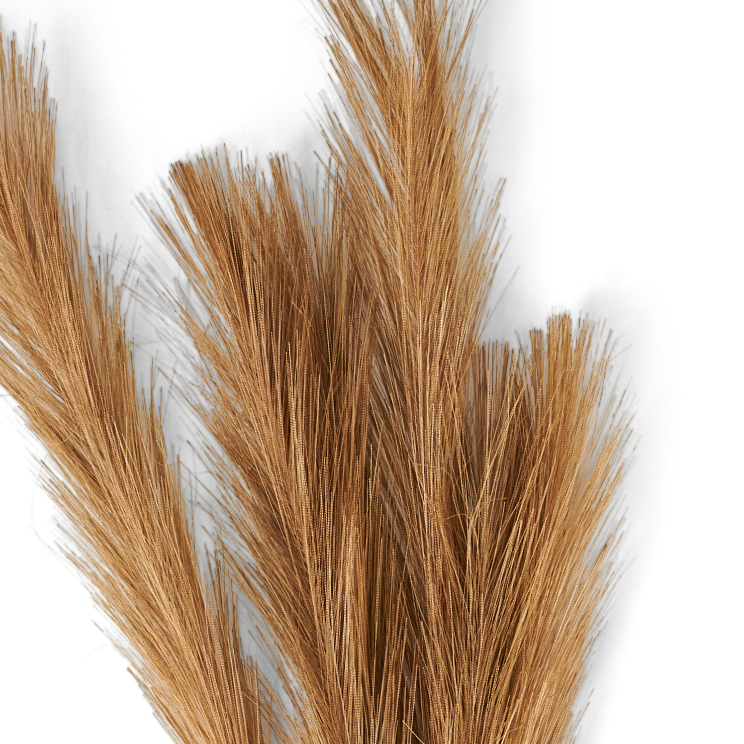 PLUME Decoratieve pluimen bruinL 73 cm - CASA
