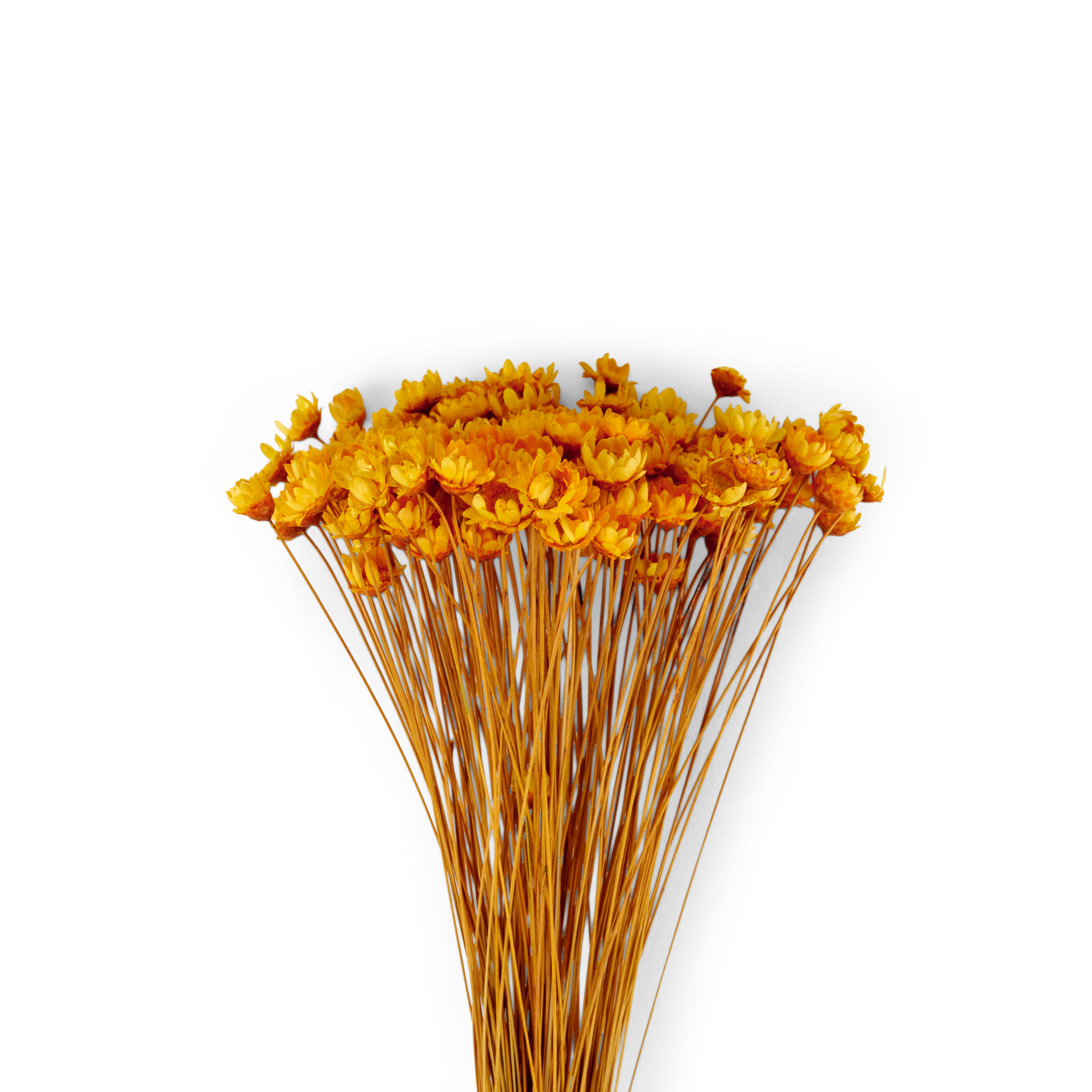 ACTINO Droogbloemen oranjeH 30 cm