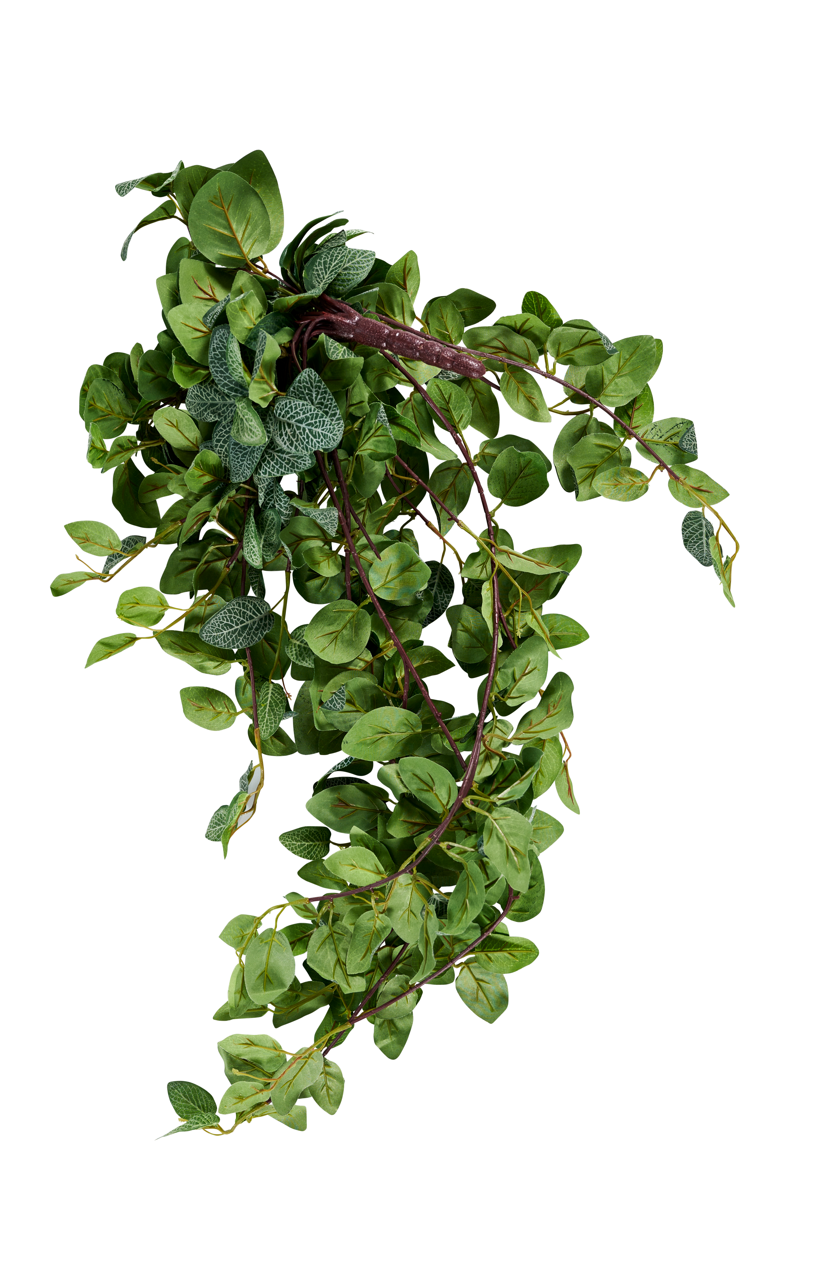 FITTONIA Bladerenslinger groenL 54 cm