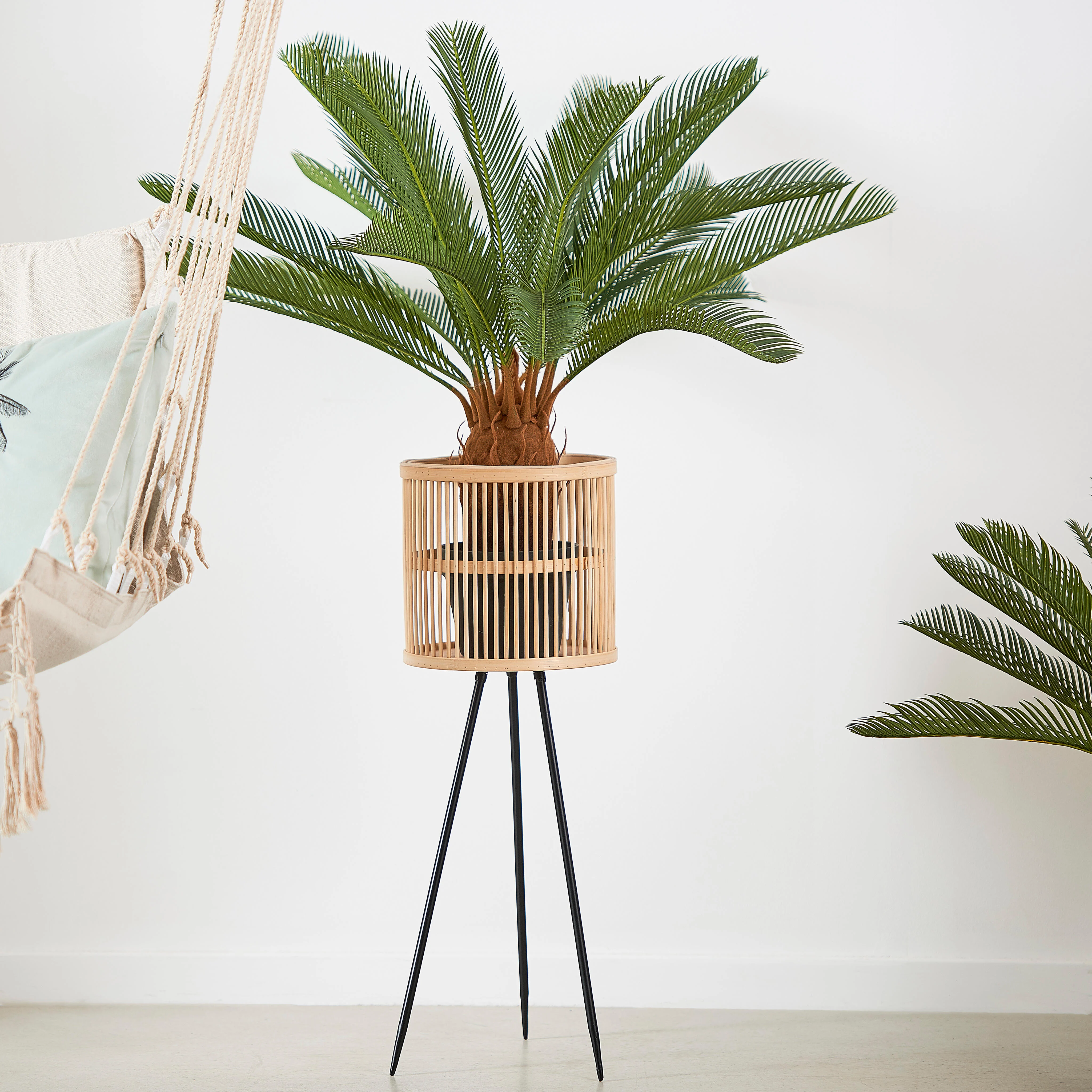 CYCAS Palmboom groenH 80 cm - Ø 78 cm