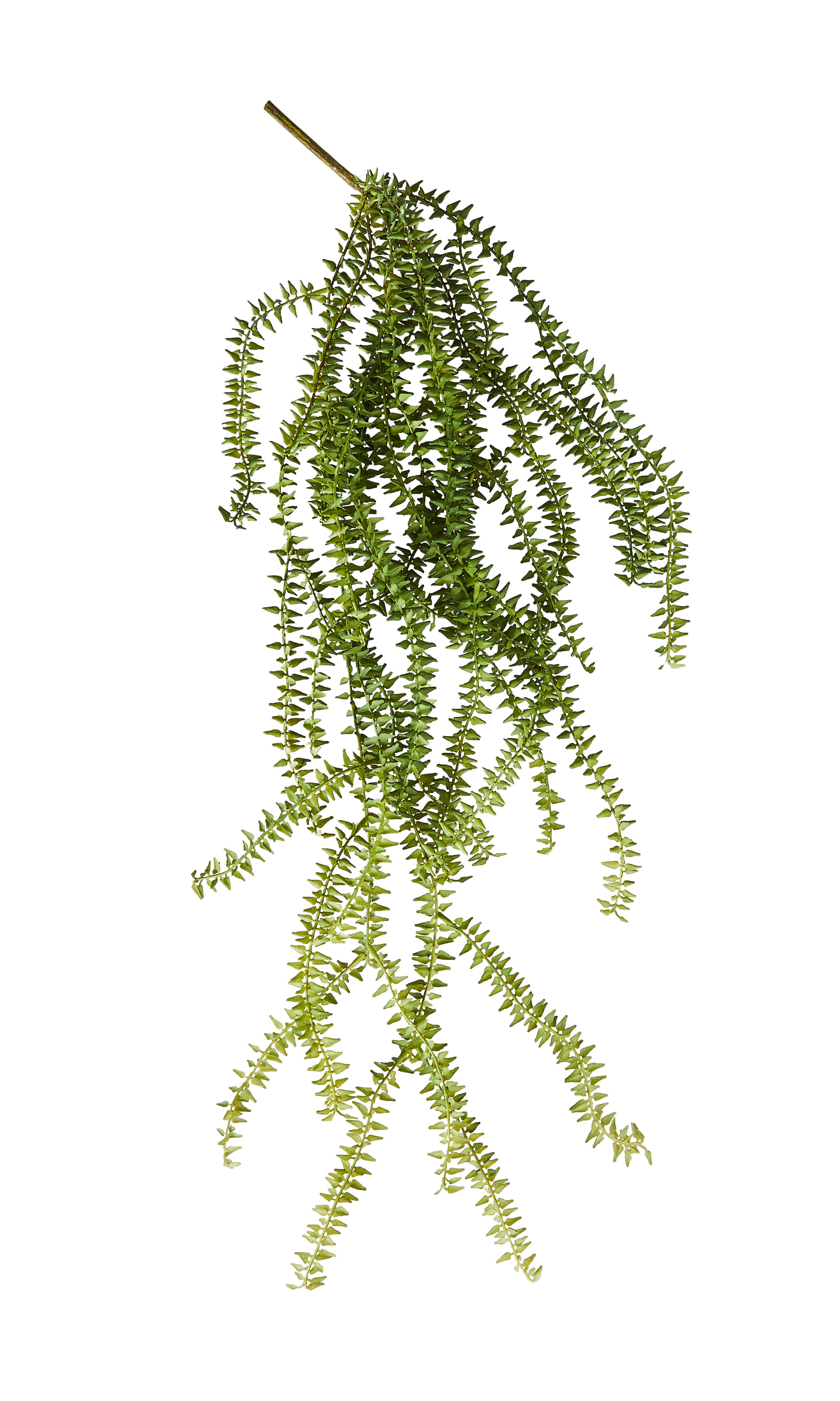 FERN Varentak groenL 85 cm