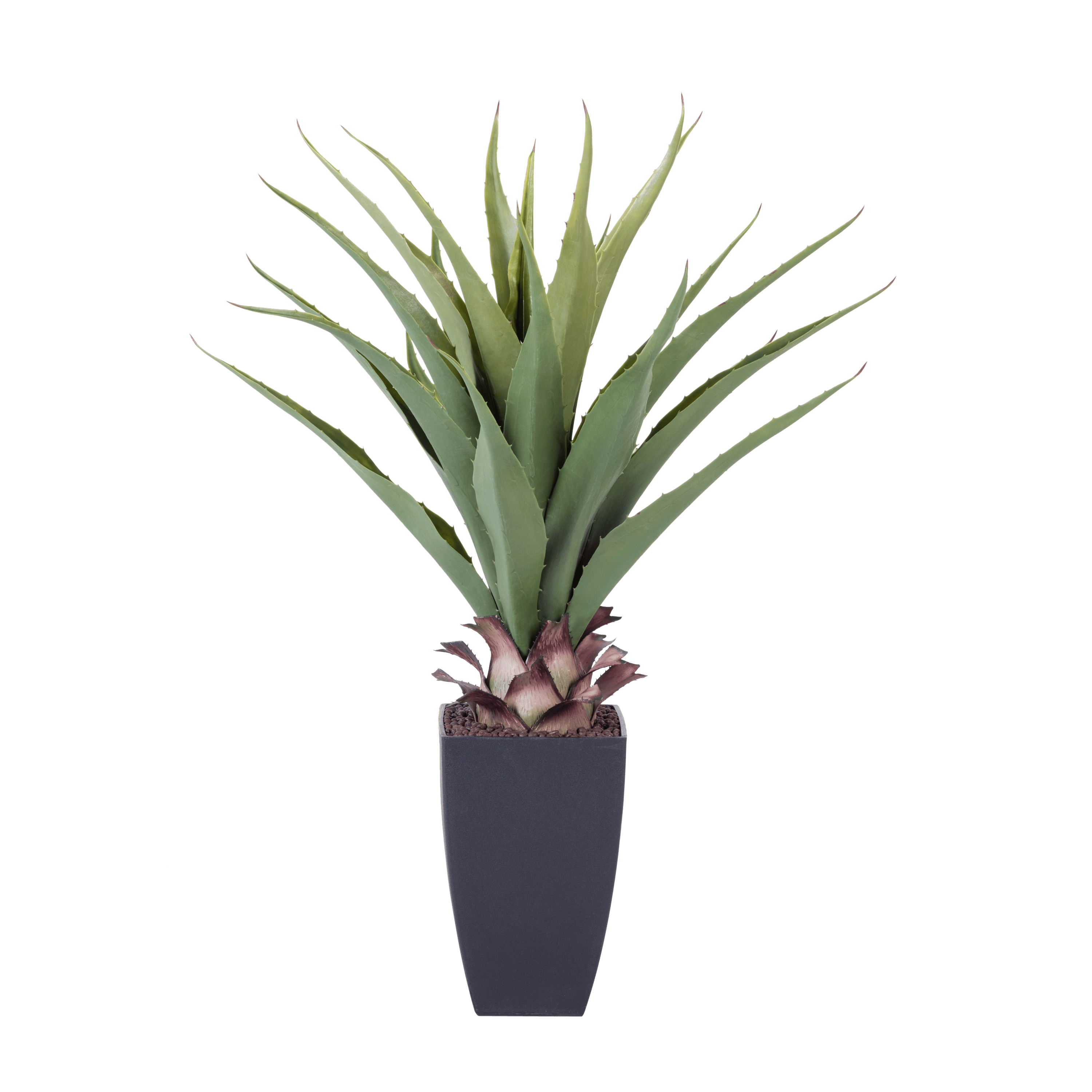 VERA Aloë Vera groenH 75 cm - Ø 15 cm