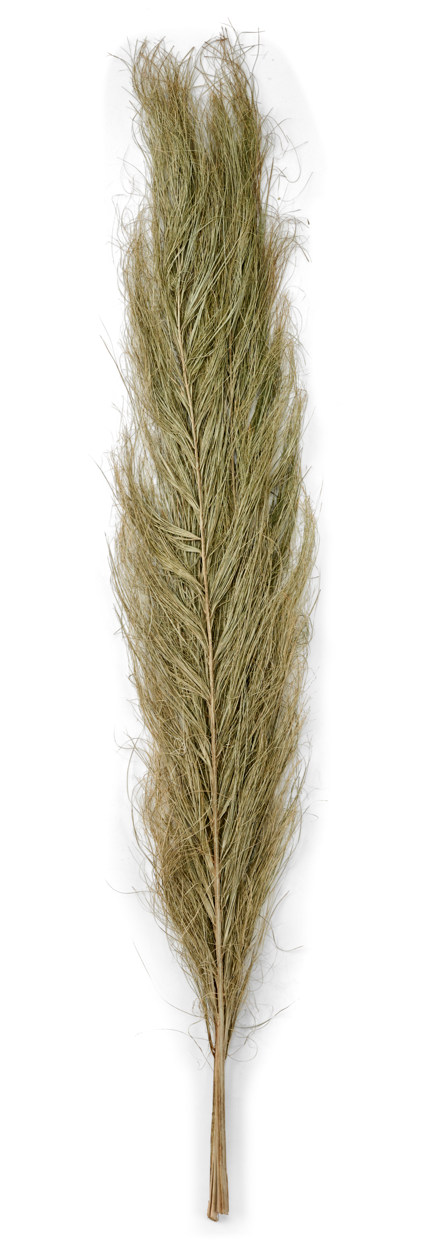 SIKHA Palmblad groenL 100 cm