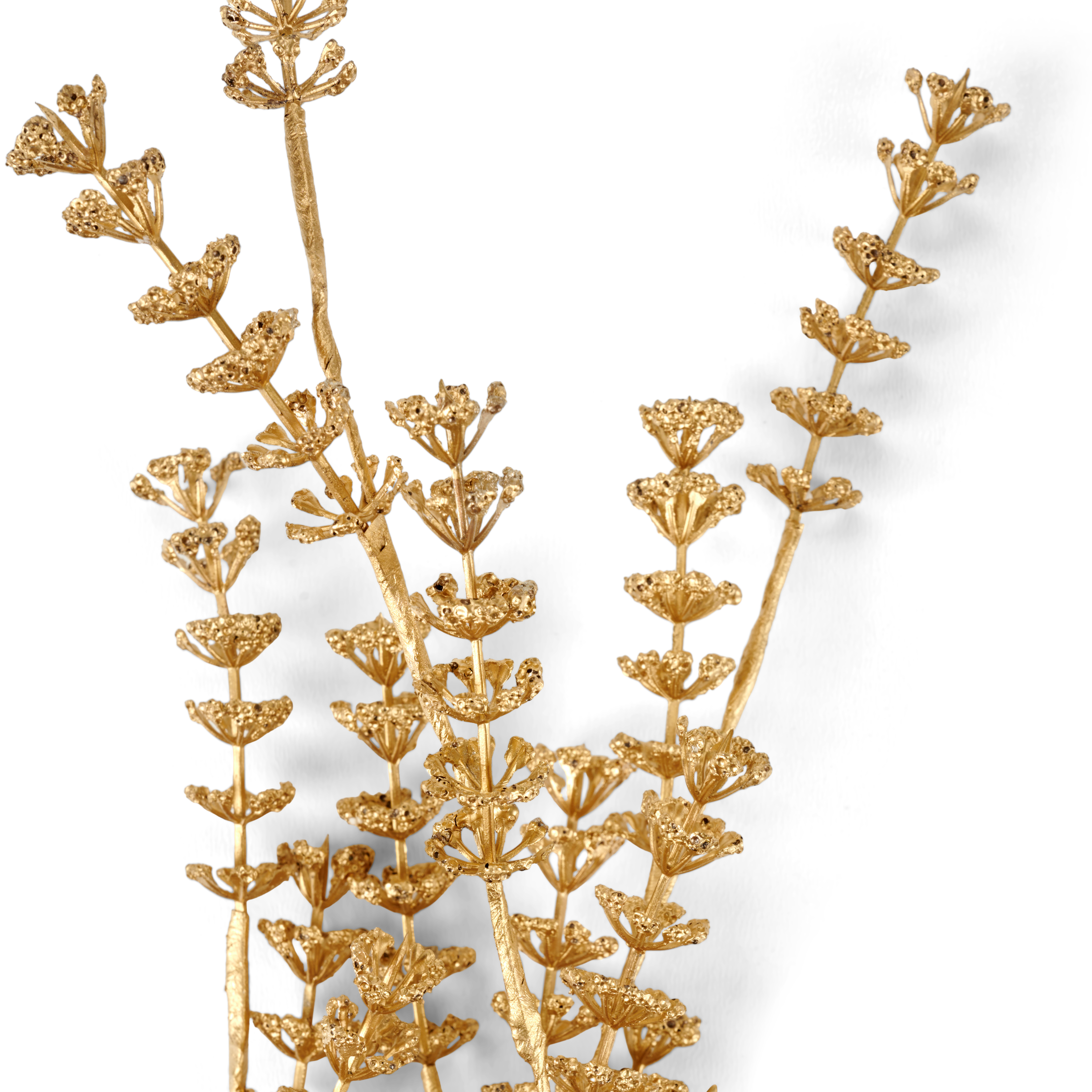 MOTHERWORT Kruidentak goudL 68 cm