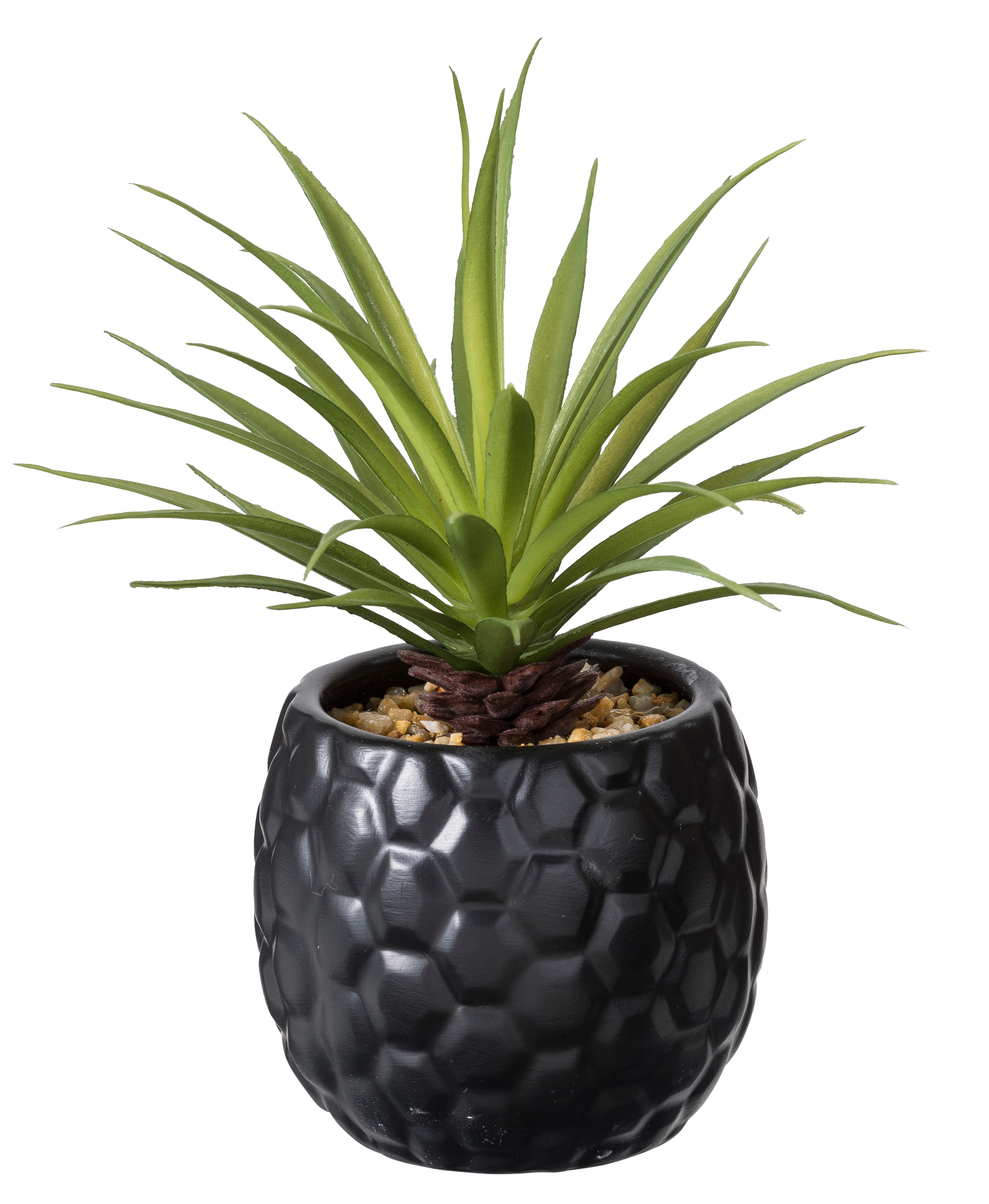 PINA Ananasplant in pot zwartH 16 cm - Ø 6 cm