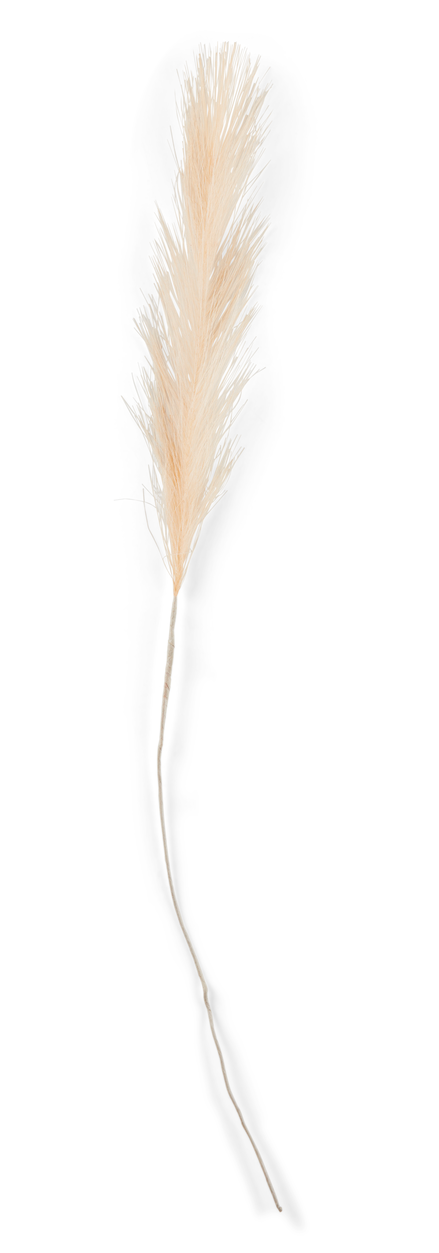 PLUME Decoratieve pluimen crèmeL 72 cm