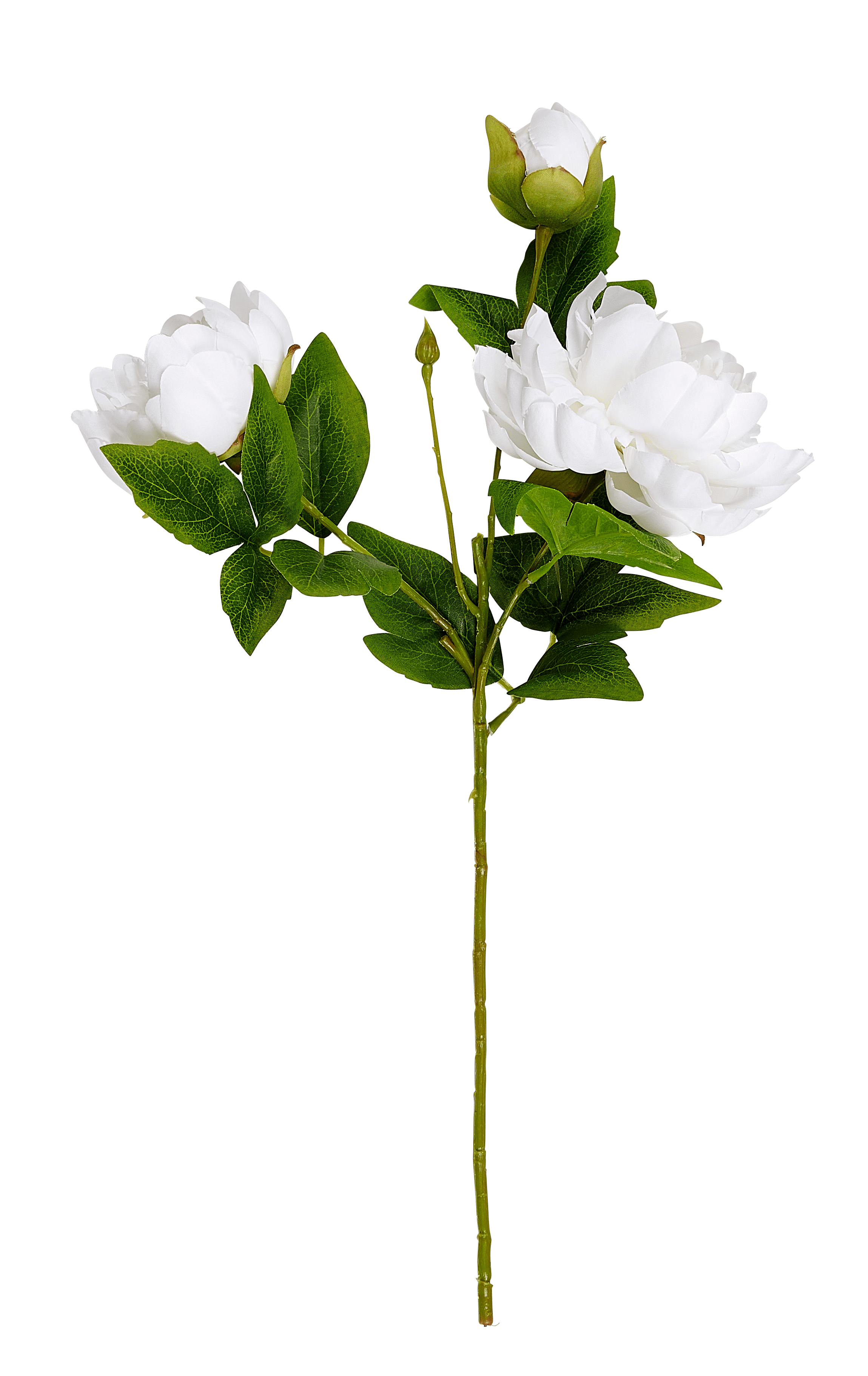 PEONY Pioenroos witL 55 cm