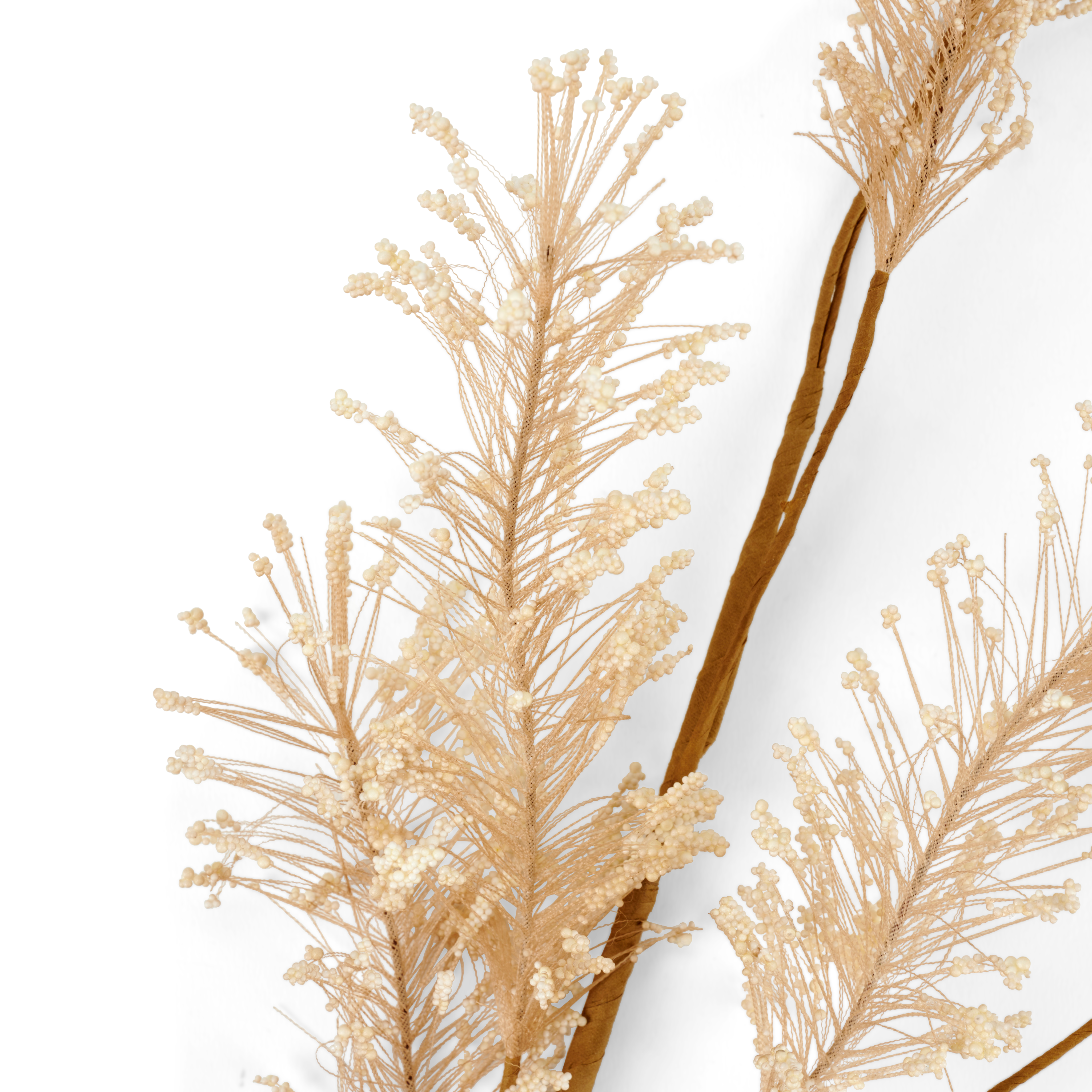 PAMPA Pampas witH 74 cm