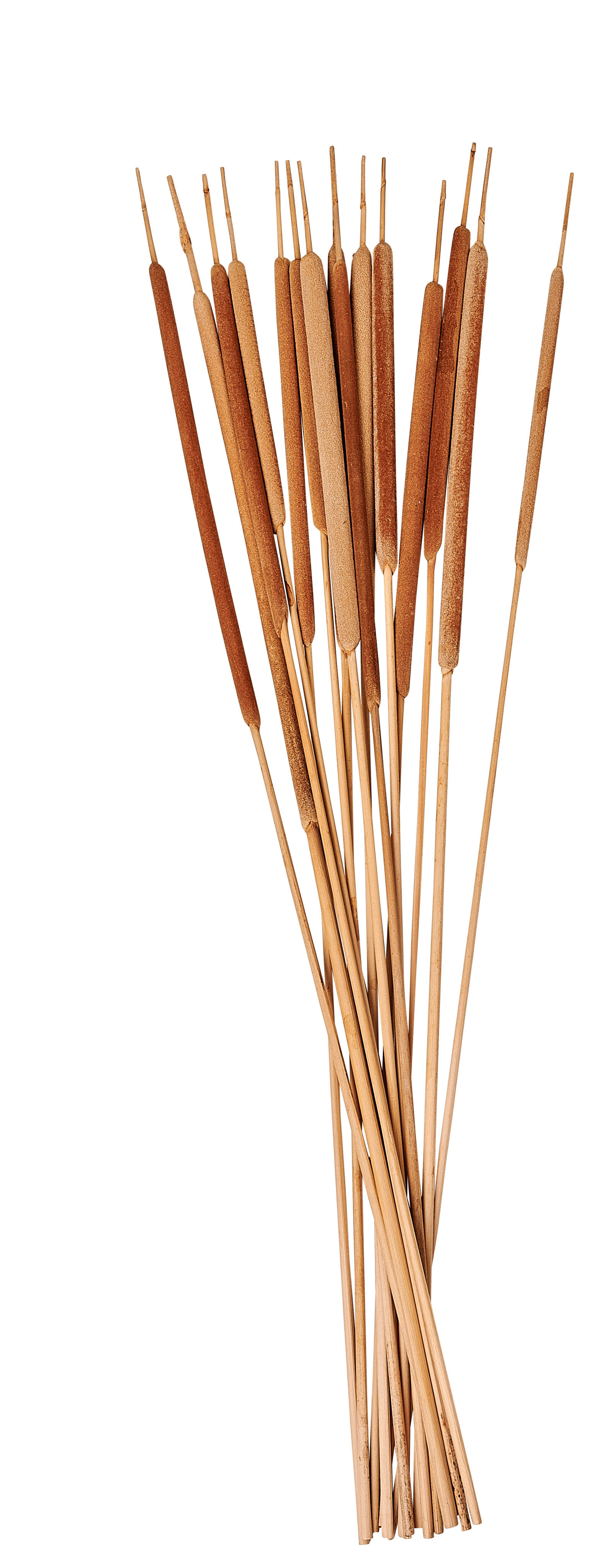 TYPHA Rietstengels set van 15 naturelL 70 cm