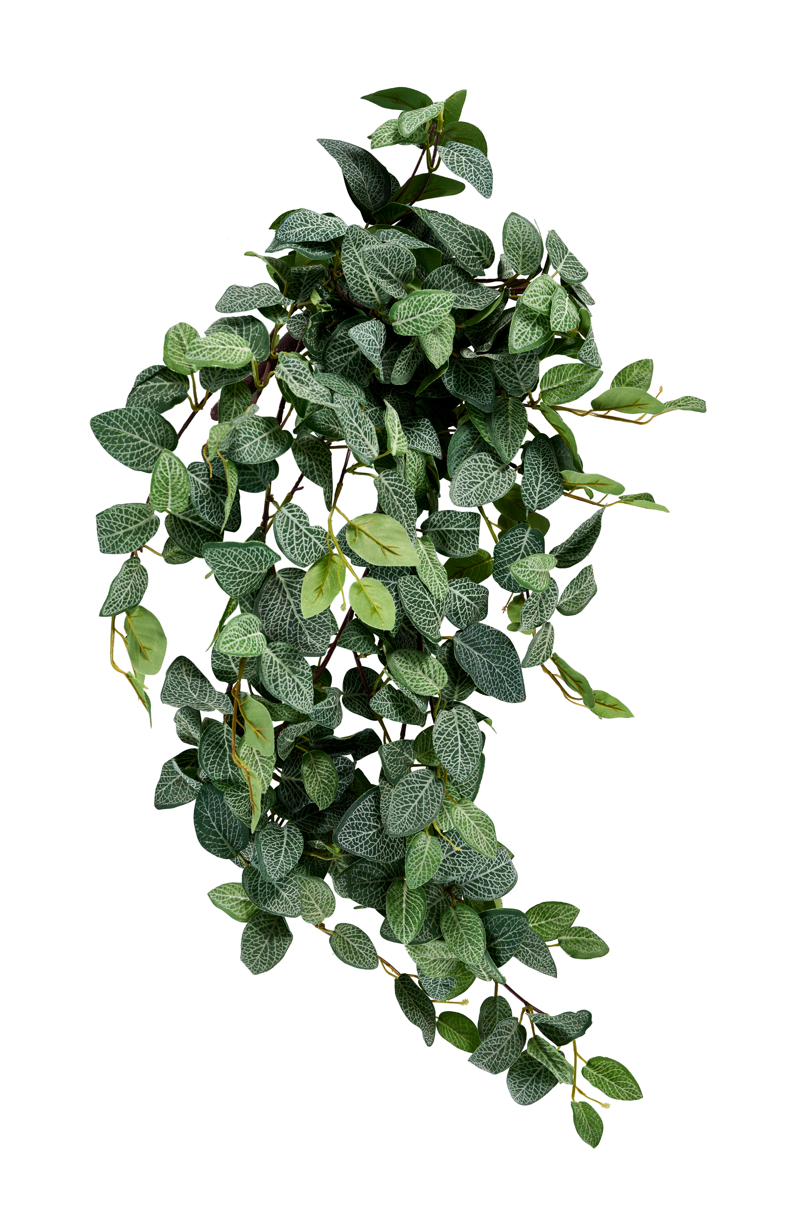 FITTONIA Bladerenslinger groenL 54 cm