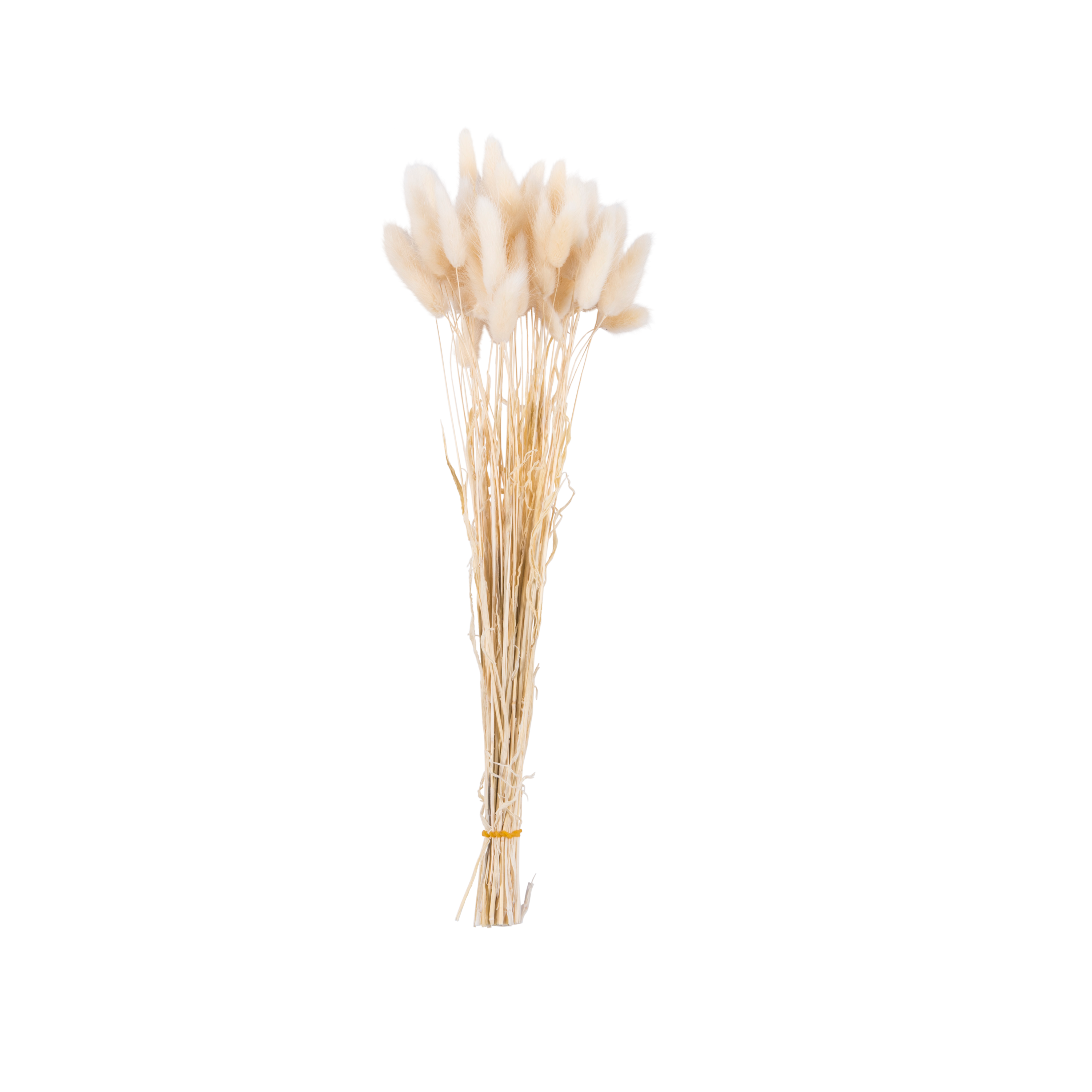LAGURUS Hazenstaart beigeL 55 cm