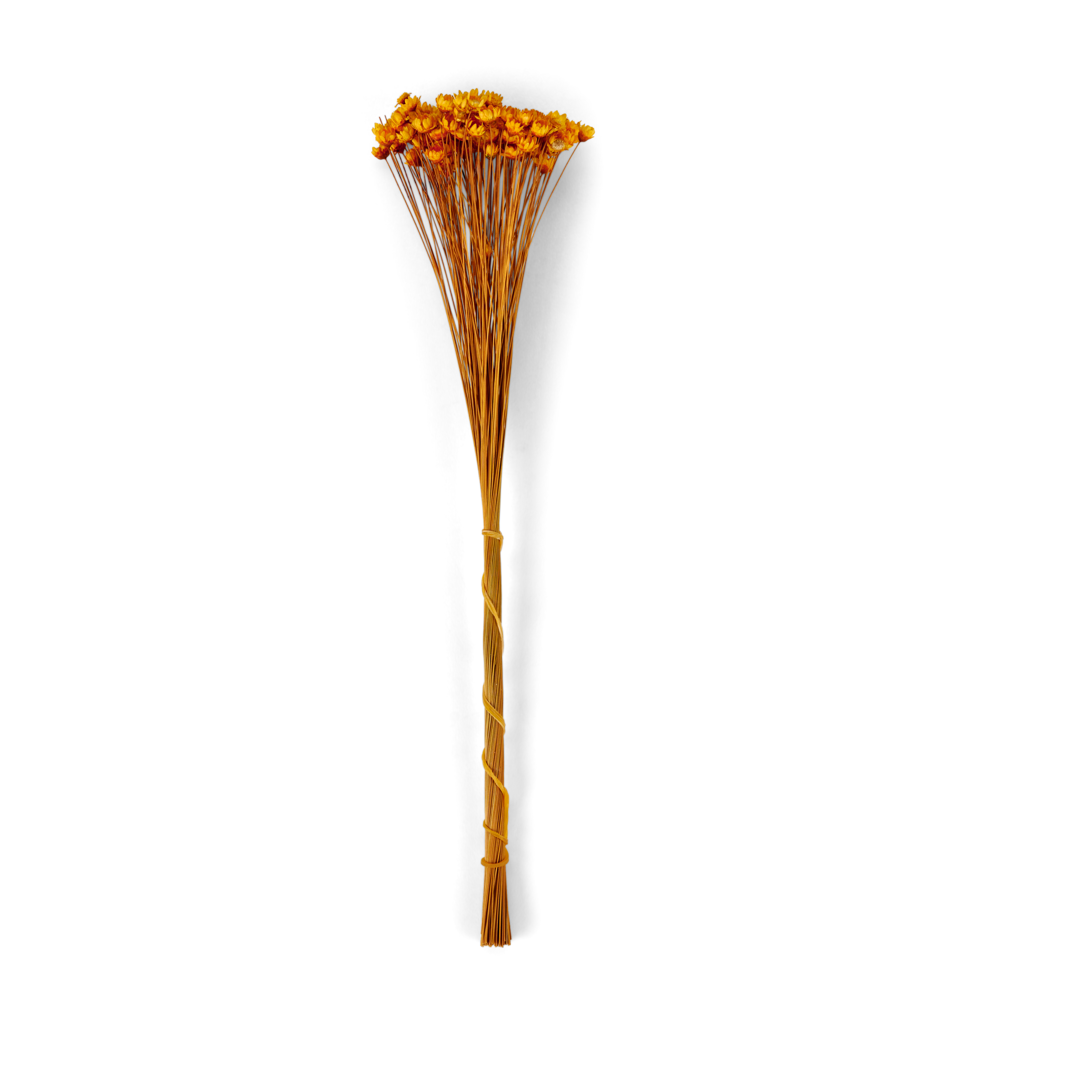 ACTINO Droogbloemen oranjeH 30 cm