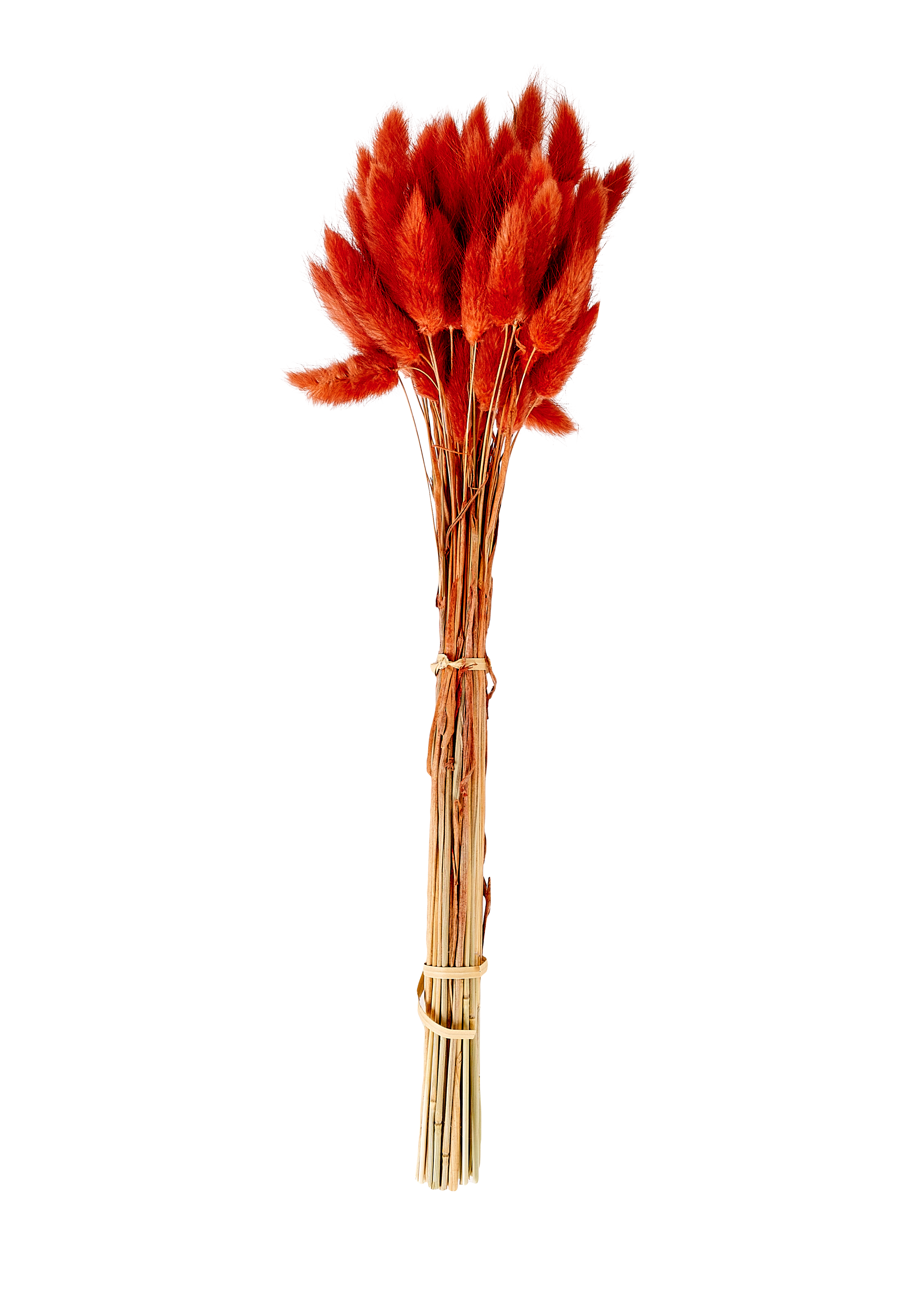 LAGURUS Hazenstaart roodL 40 cm