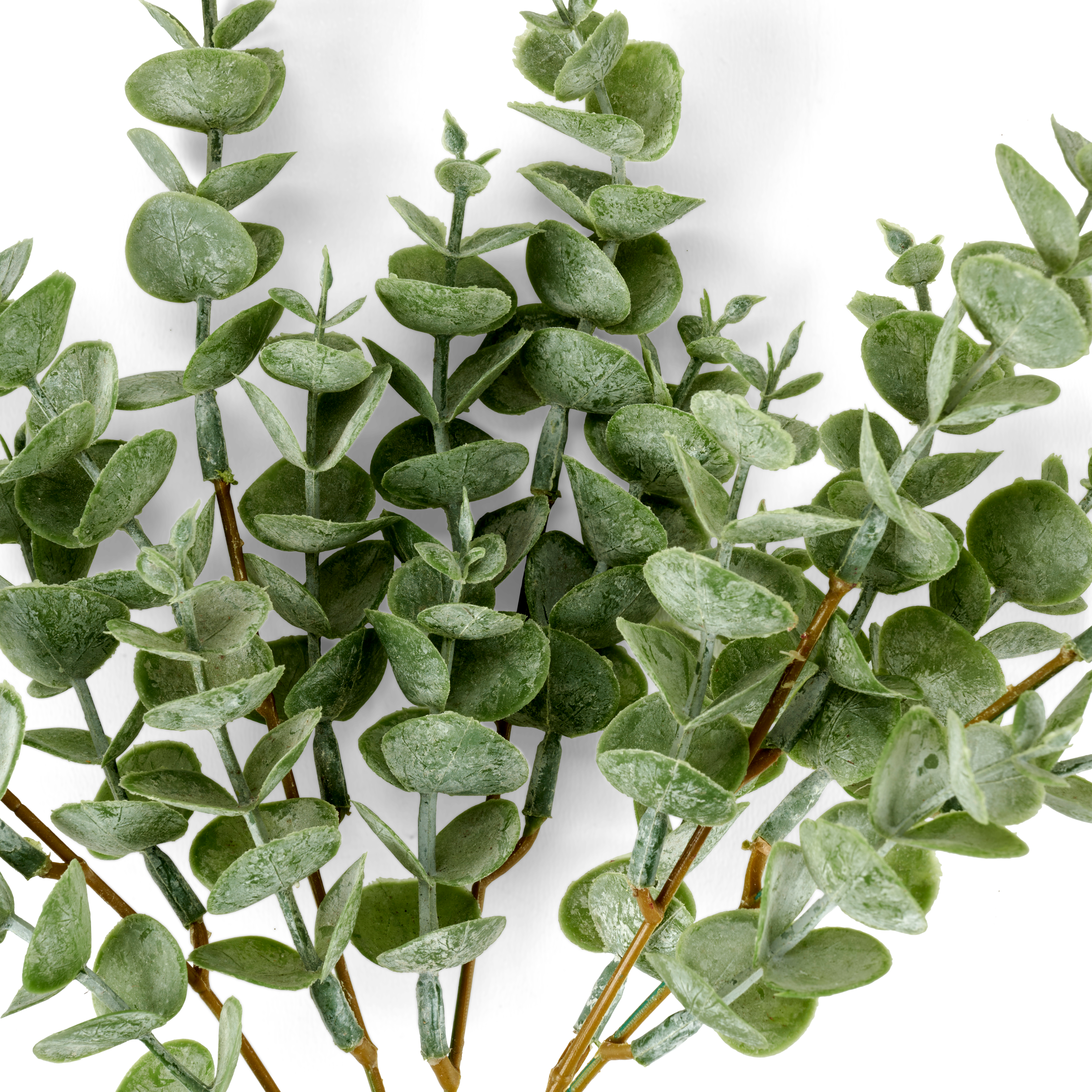 EUCALYPTUS Eucalyptustak groenL 22 cm