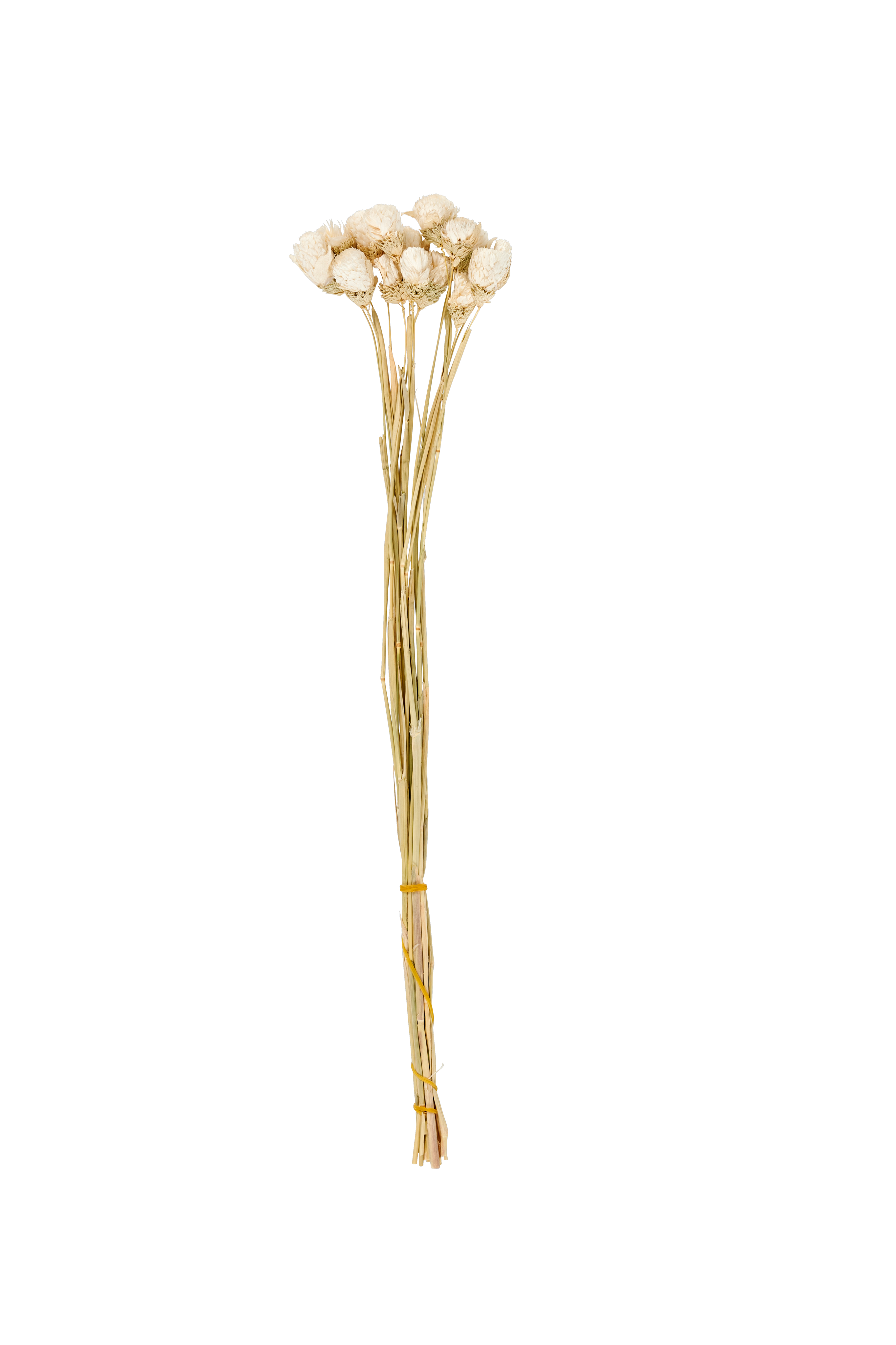 GOMPHRENA Droogbloemen witL 65 cm