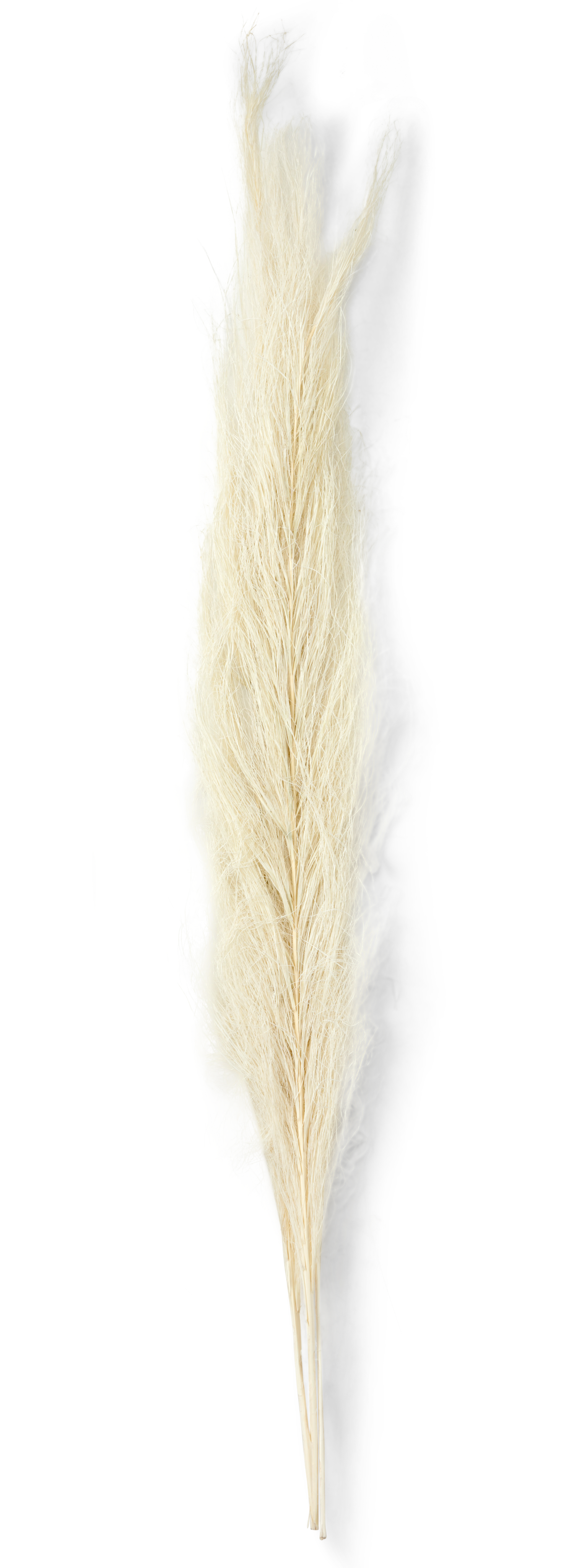 SIKHA Palmblad witL 100 cm