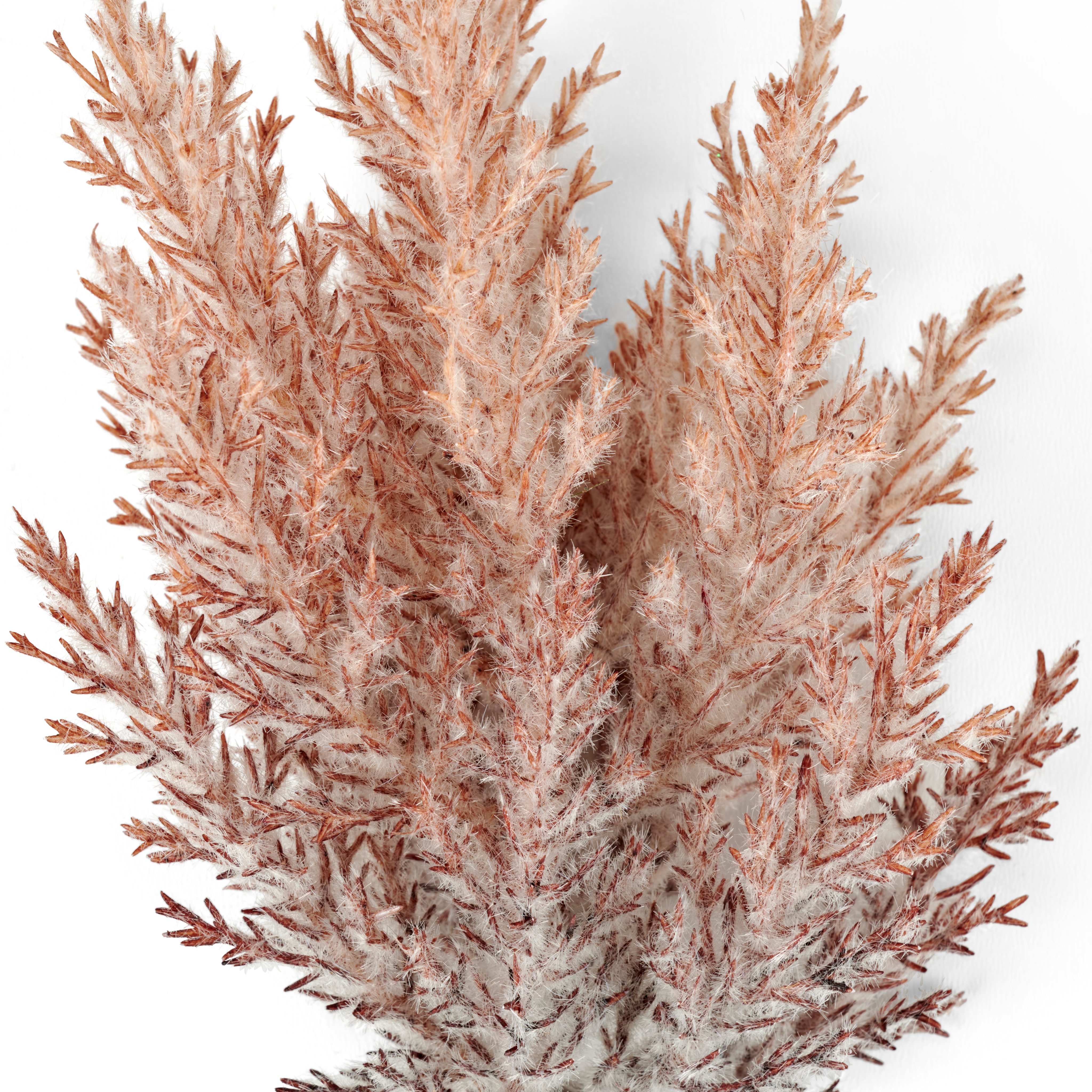 PLUME Pluimen stengel oranjeL 39 cm