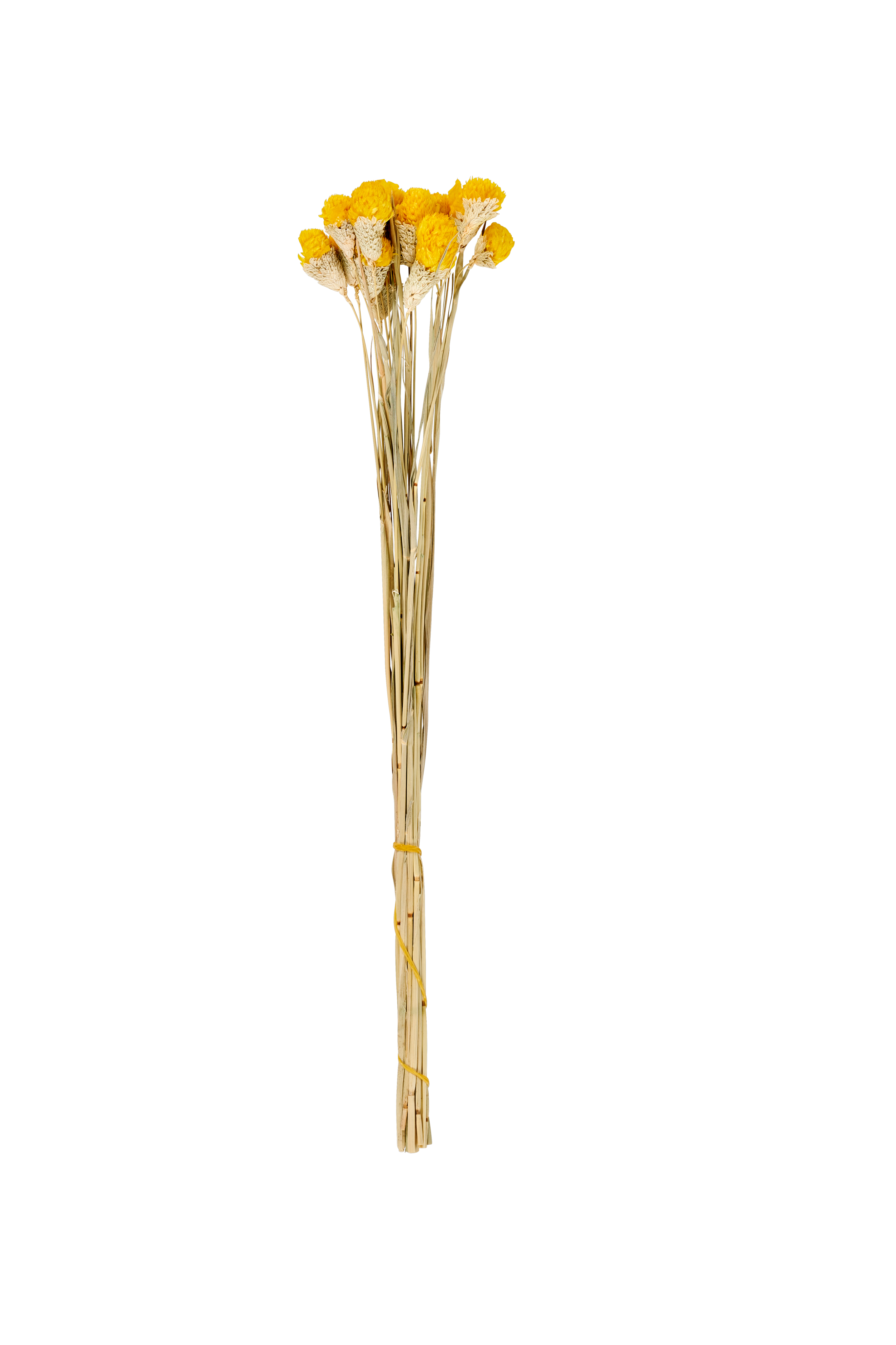 GOMPHRENA Droogbloemen geelL 65 cm