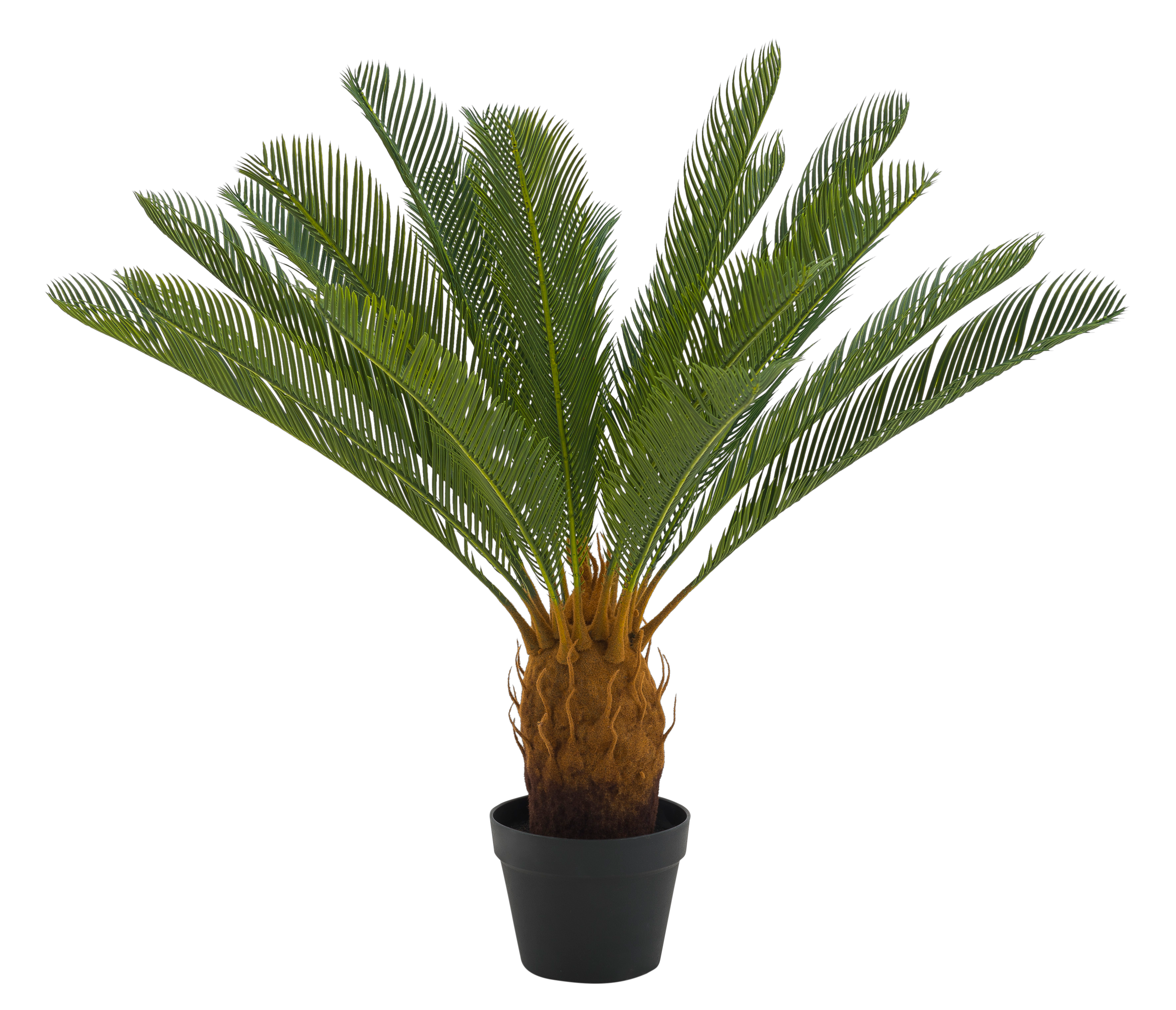 CYCAS Palmboom groenH 80 cm - Ø 78 cm