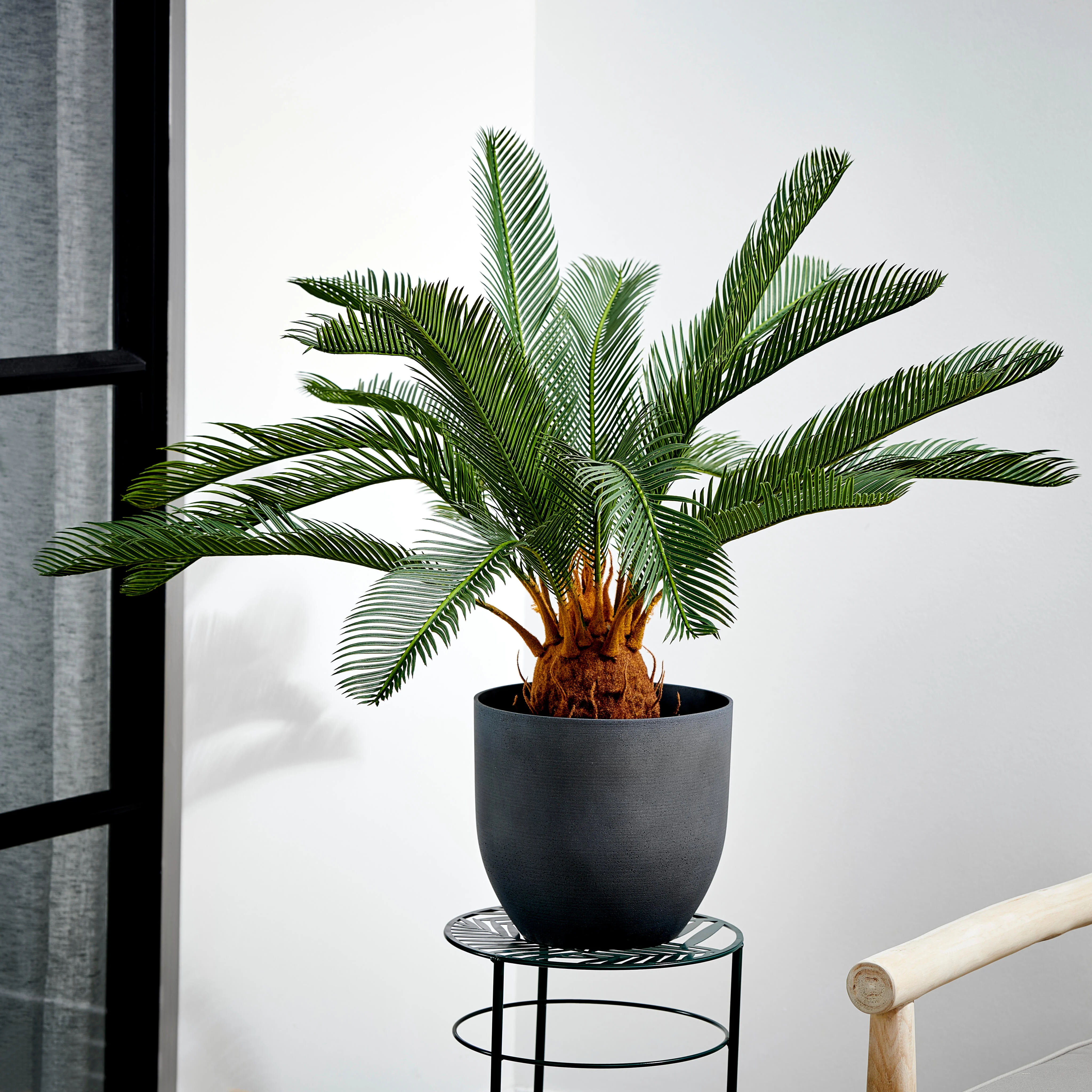 CYCAS Palmboom groenH 80 cm - Ø 78 cm