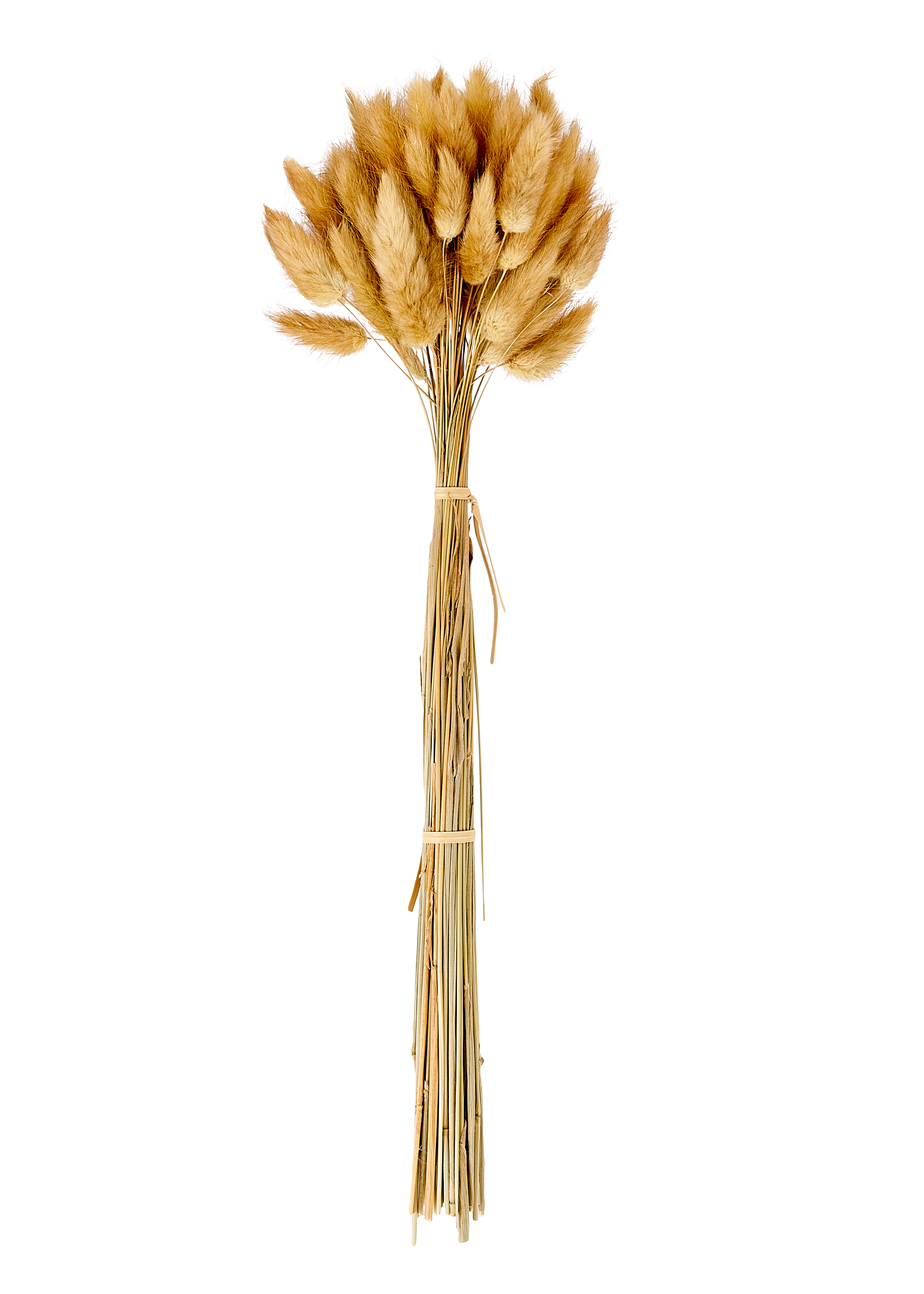 LAGURUS Hazenstaart bruinL 40 cm