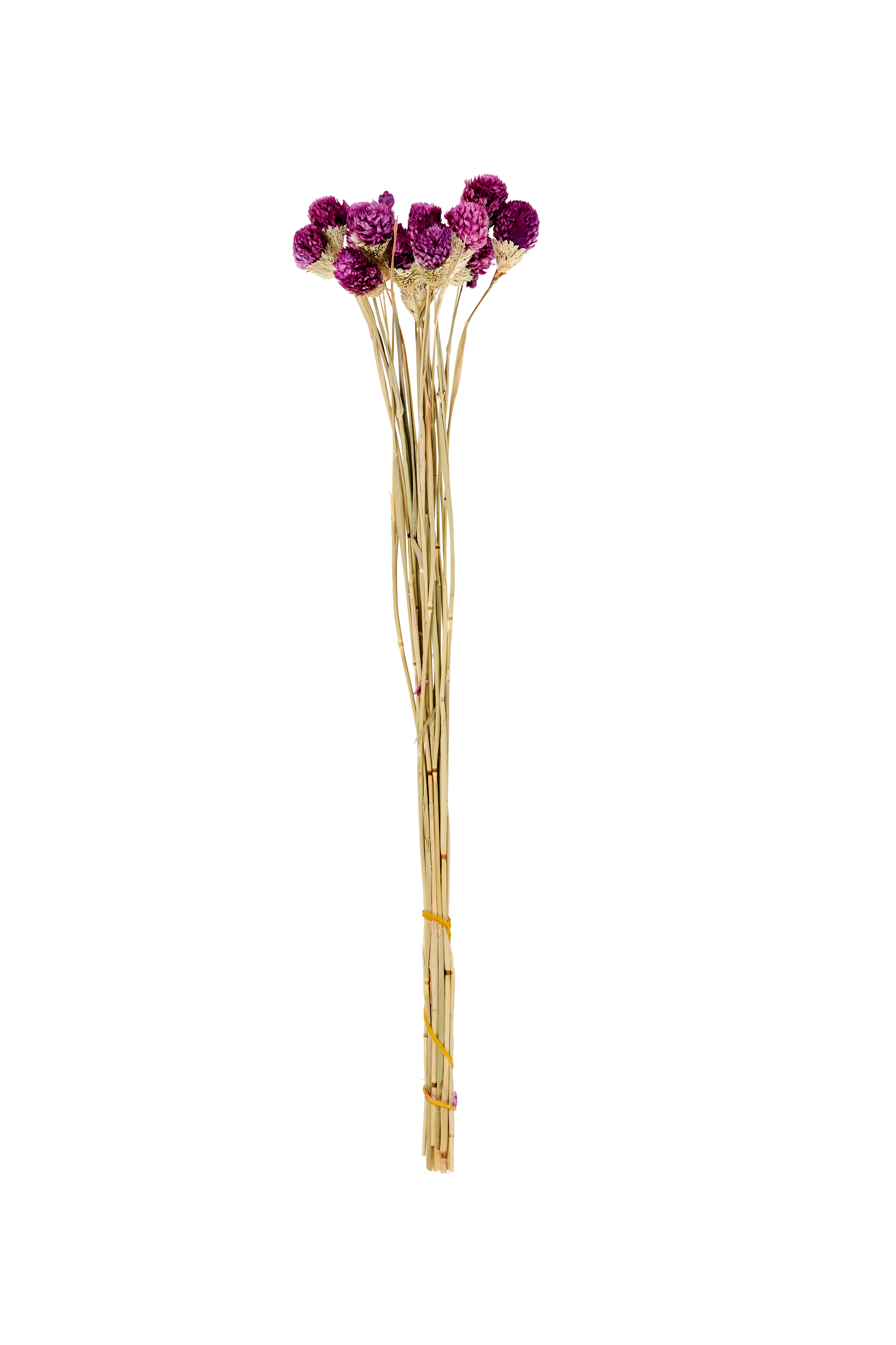 GOMPHRENA Droogbloemen paarsL 65 cm