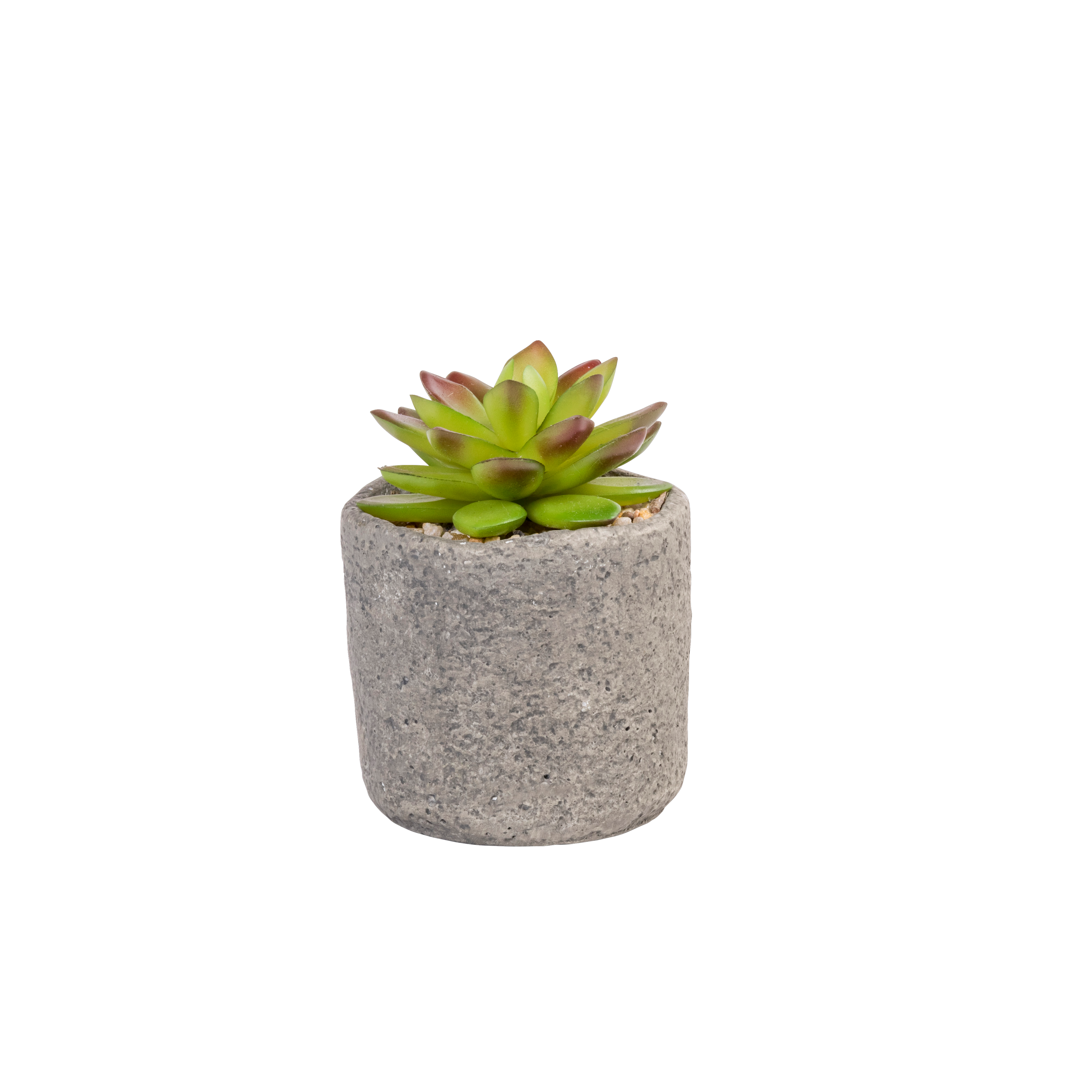 GRANIT Vetplant in pot groenH 11,5 cm - Ø 7,5 cm