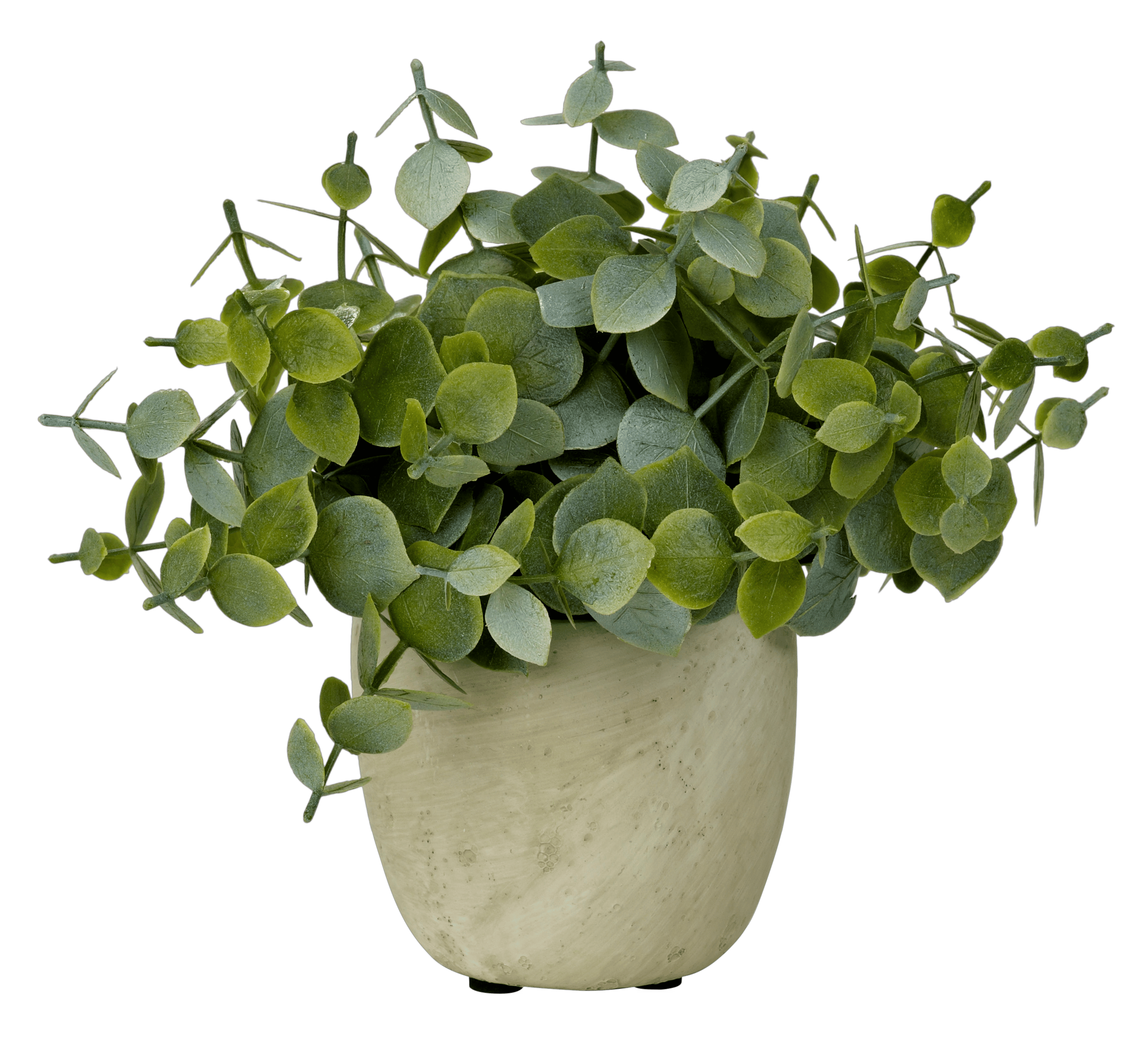 TERRA Plant in pot wit, groenH 19 cm - Ø 6 cm