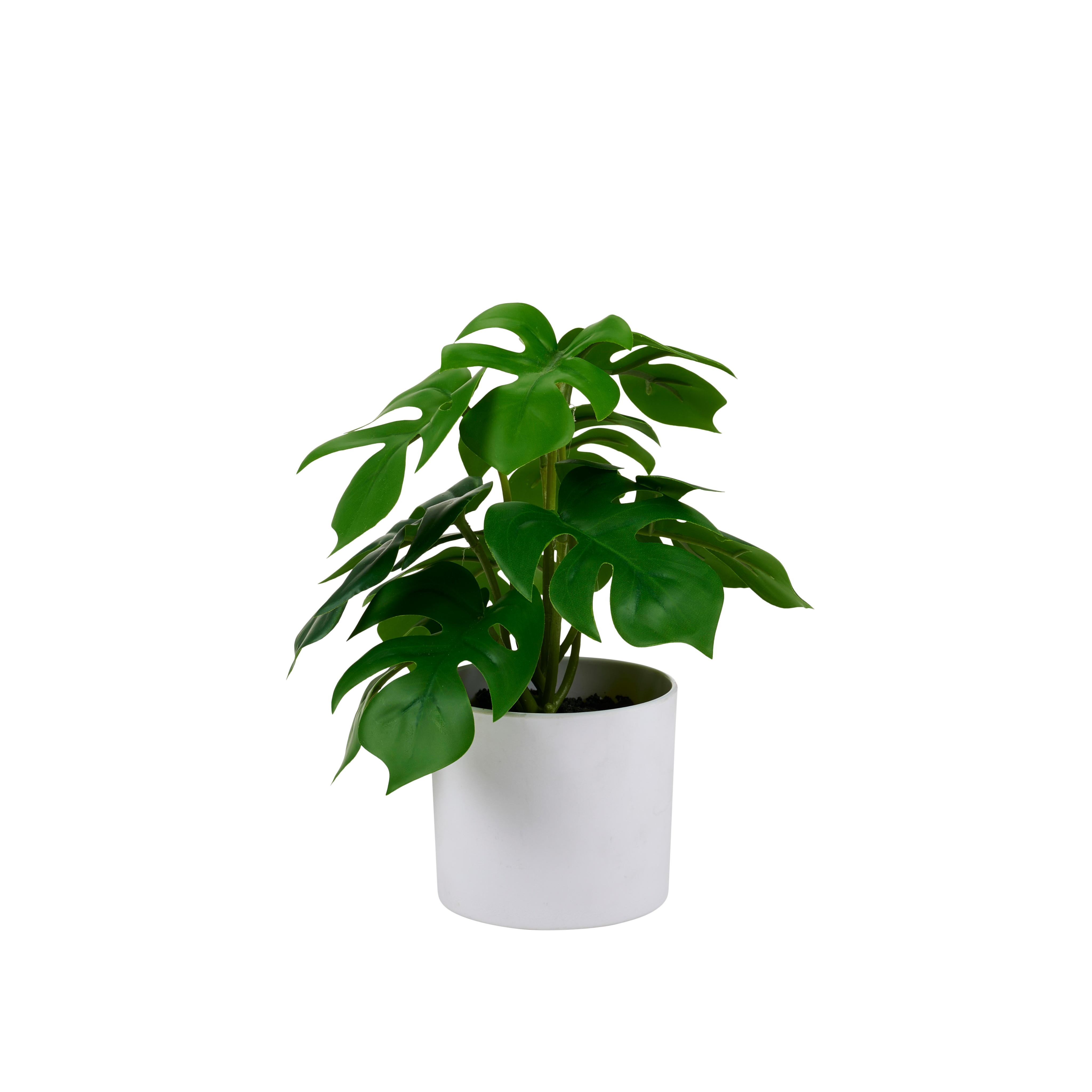MONSTERA Plant diverse kleurenH 20,5 cm - Ø 23 cm