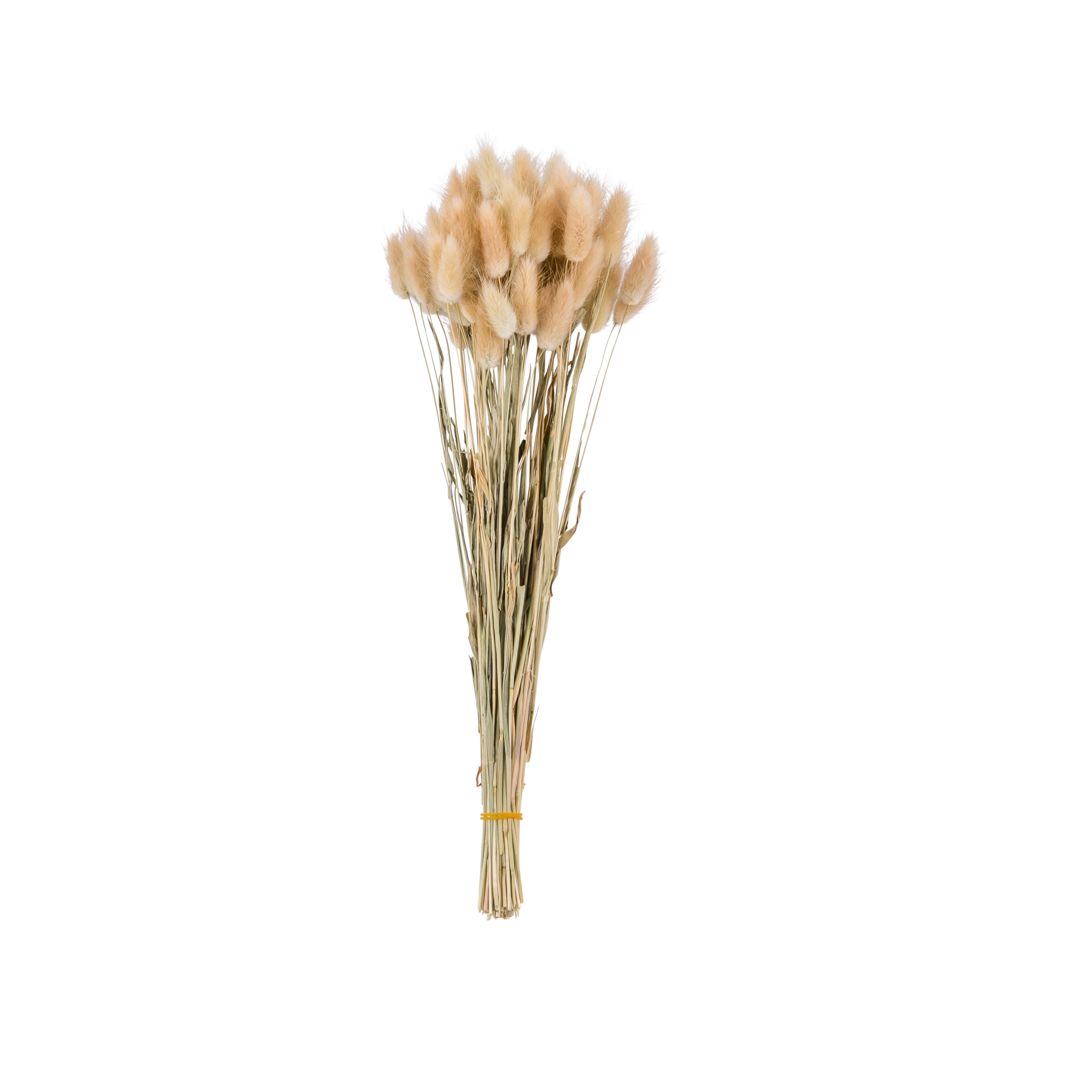 LAGURUS Hazenstaart bruinL 55 cm