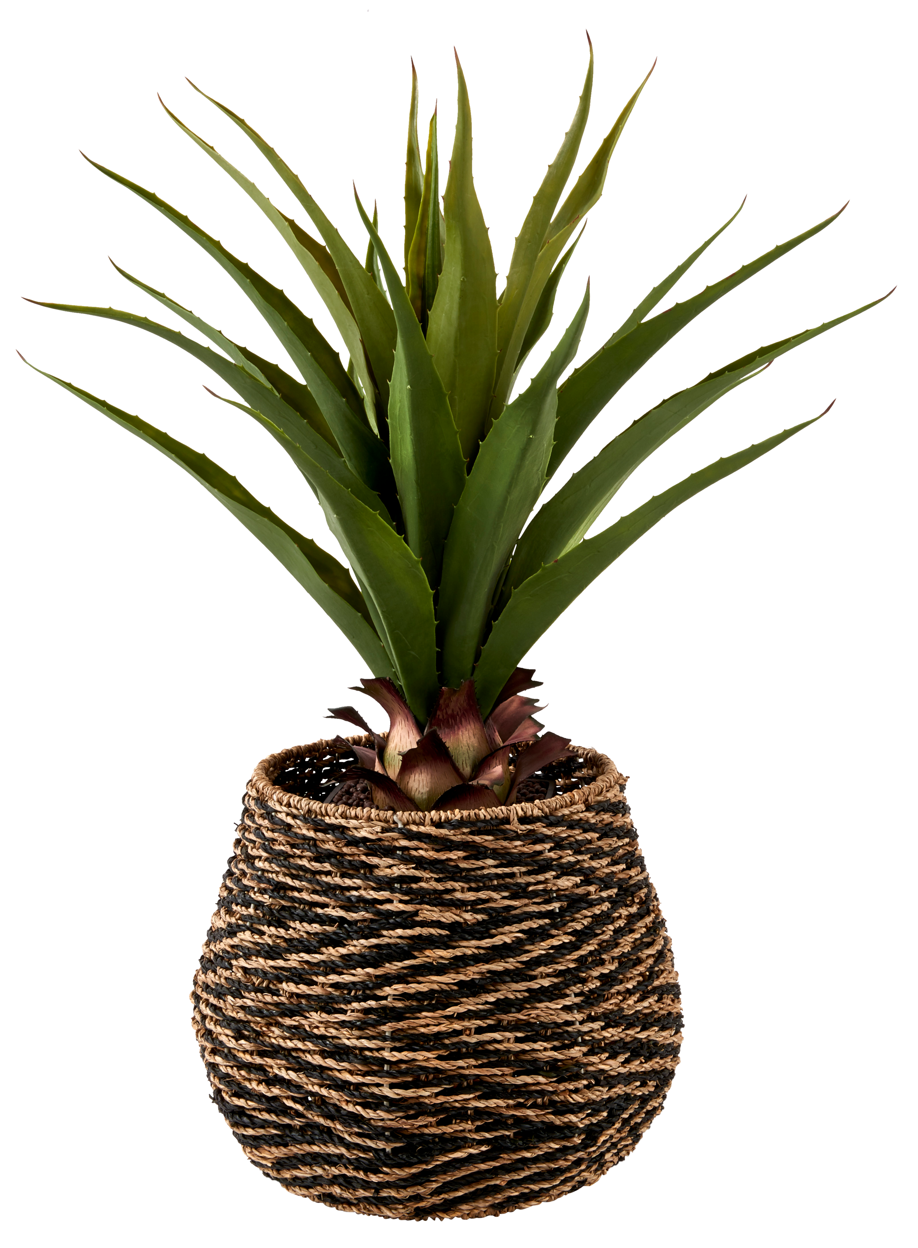 VERA Aloë Vera groenH 75 cm - Ø 15 cm