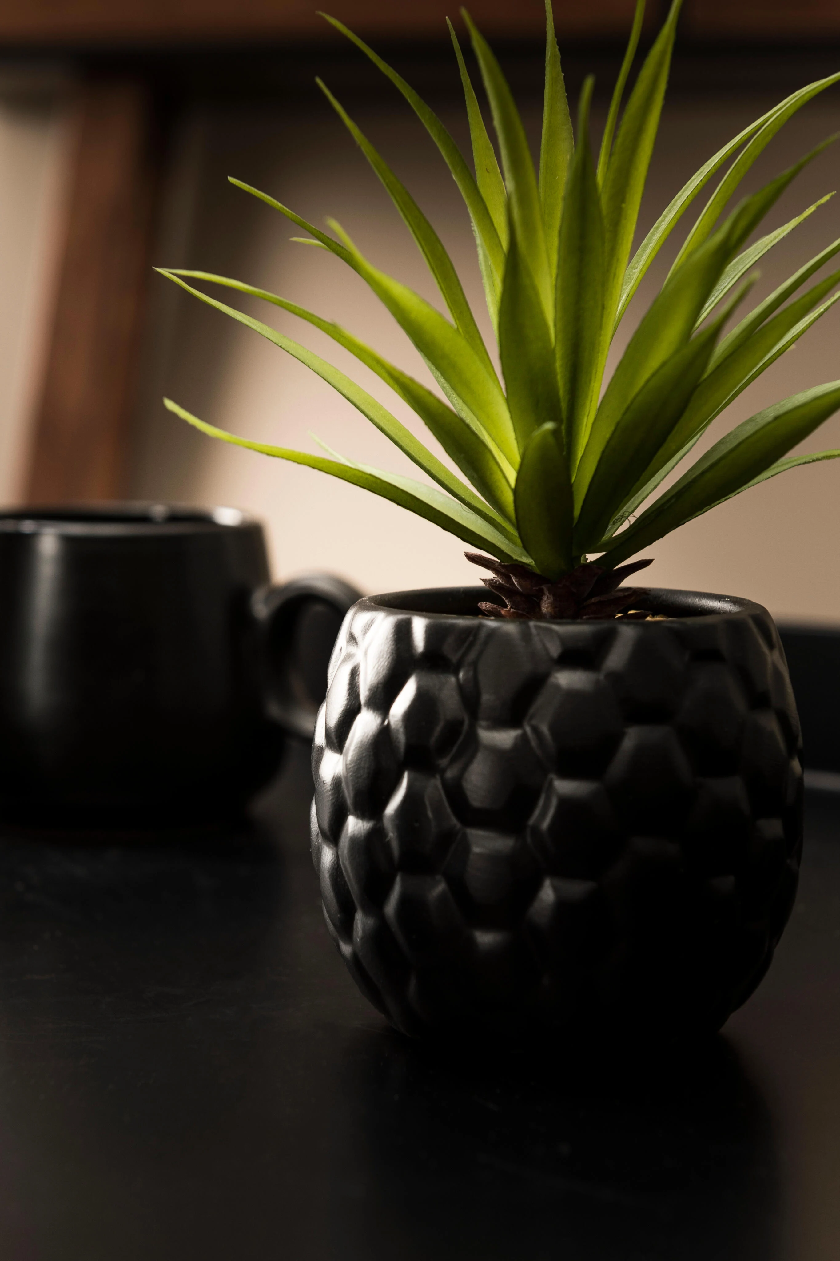 PINA Ananasplant in pot zwartH 16 cm - Ø 6 cm
