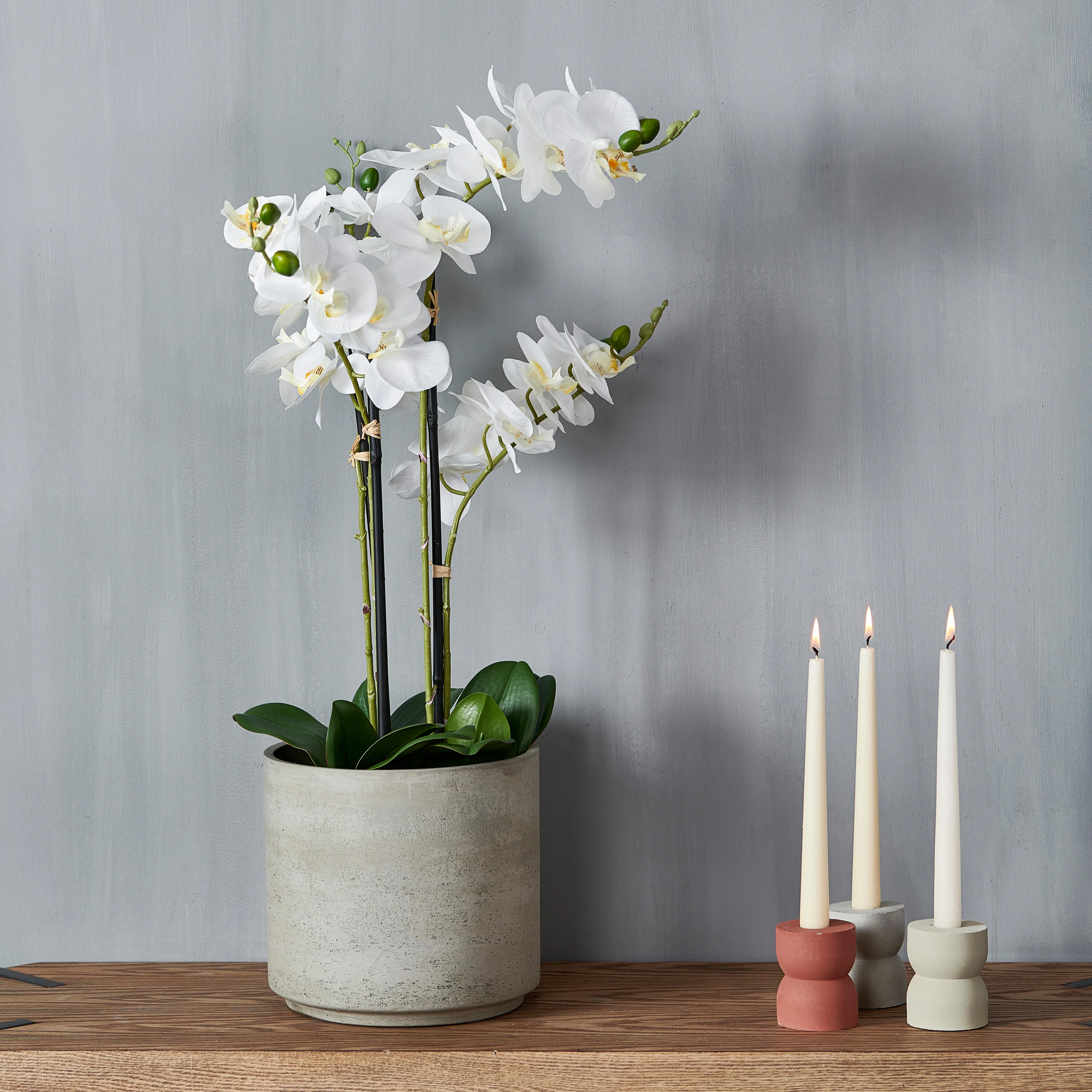 ORCHID Orchidee in pot witL 68 cm - Ø 19 cm