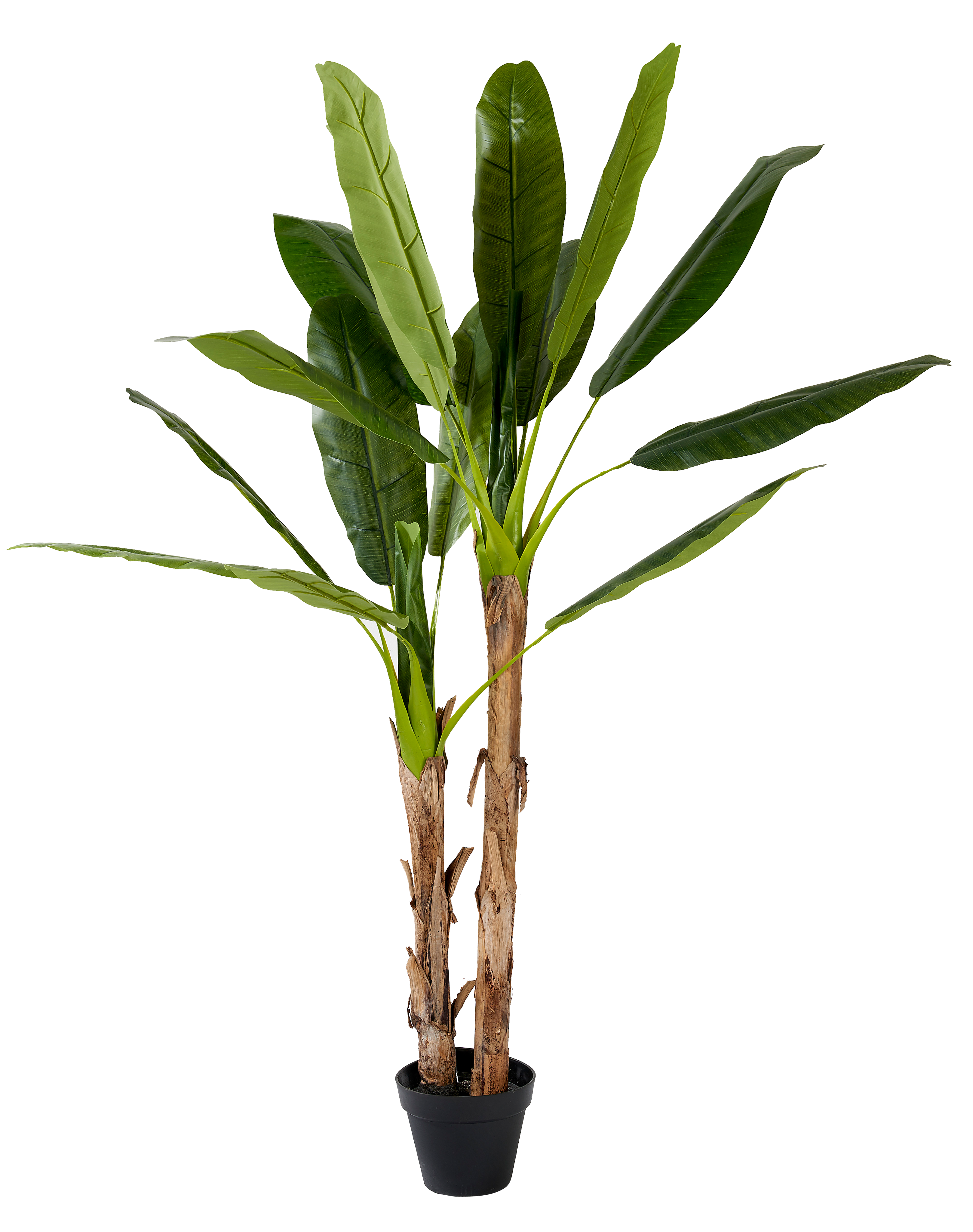 BANANA Bananenboom groenH 180 cm - Ø 20 cm