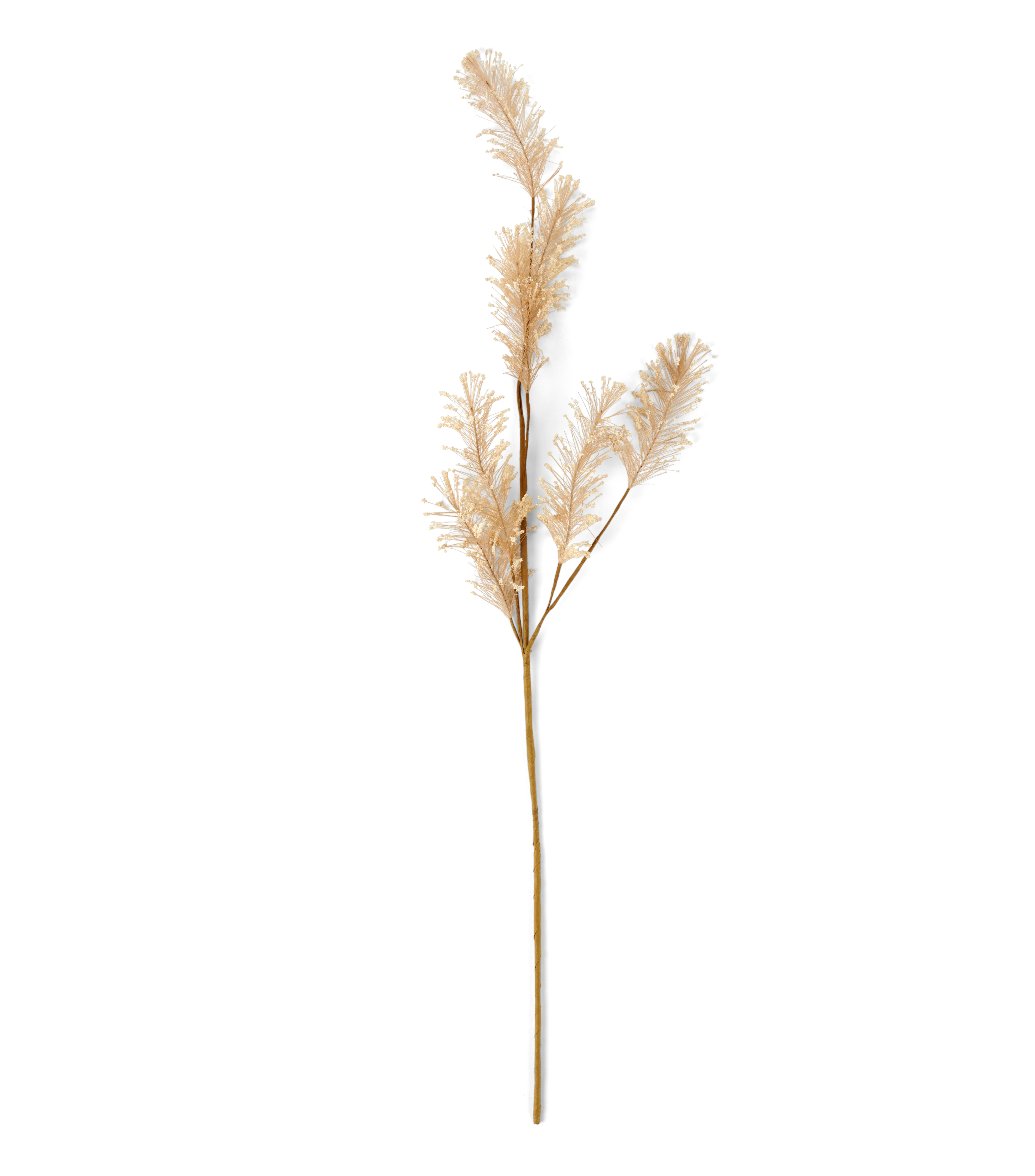 PAMPA Pampas witH 74 cm