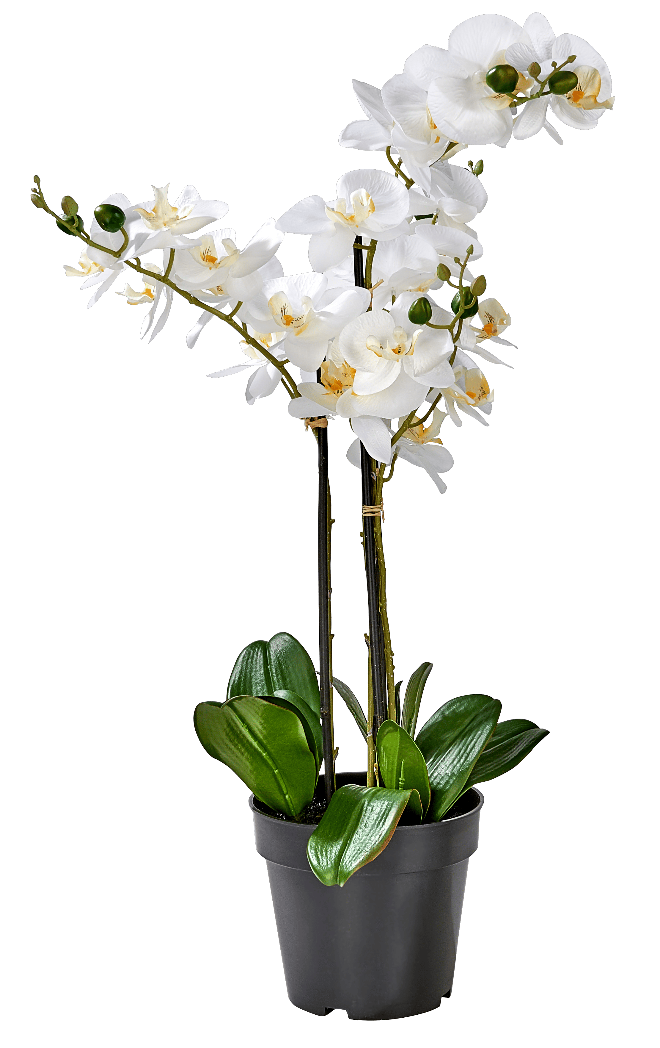 ORCHID Orchidee in pot witL 68 cm - Ø 19 cm